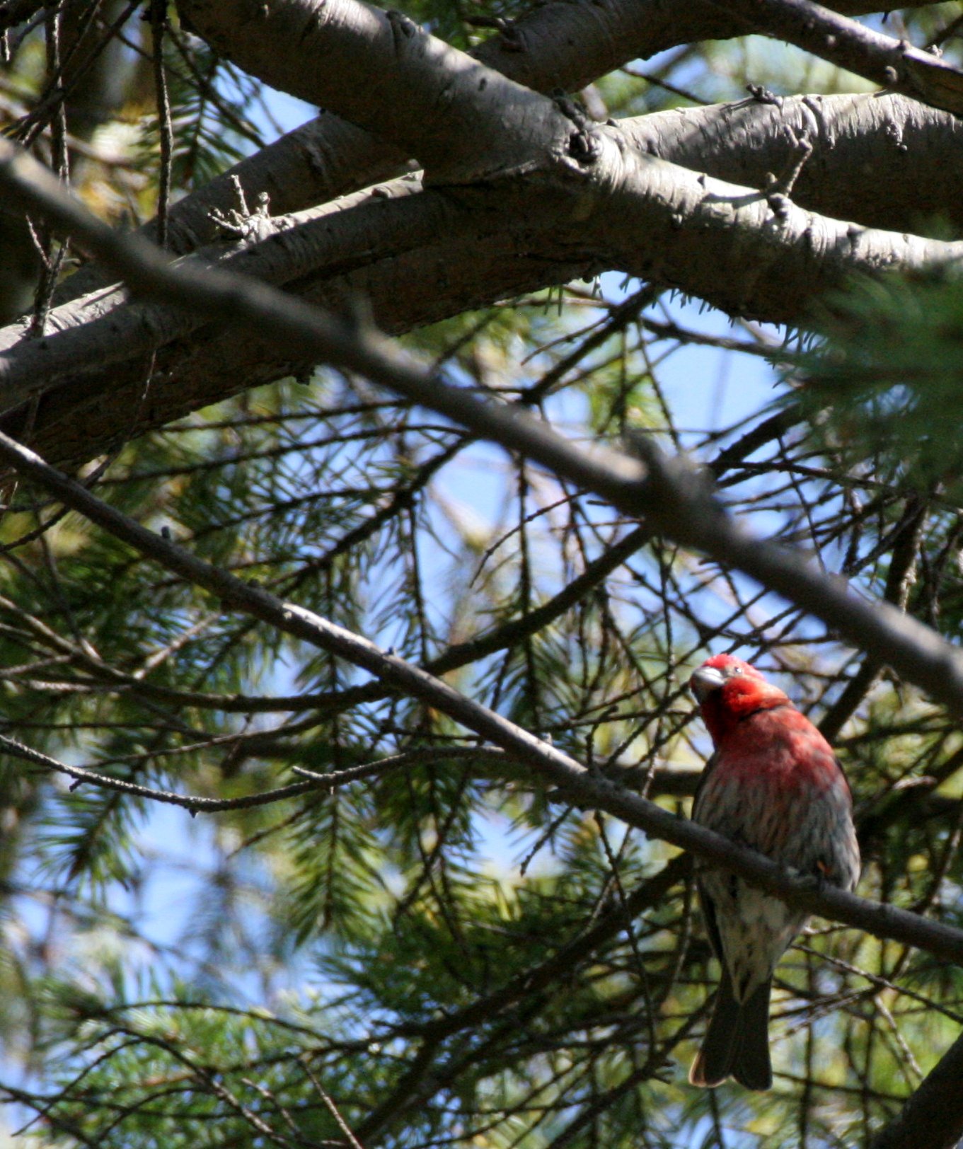 House Finch (Haemorhous mexicanus) Loreto Baja Mexico (18).jpg