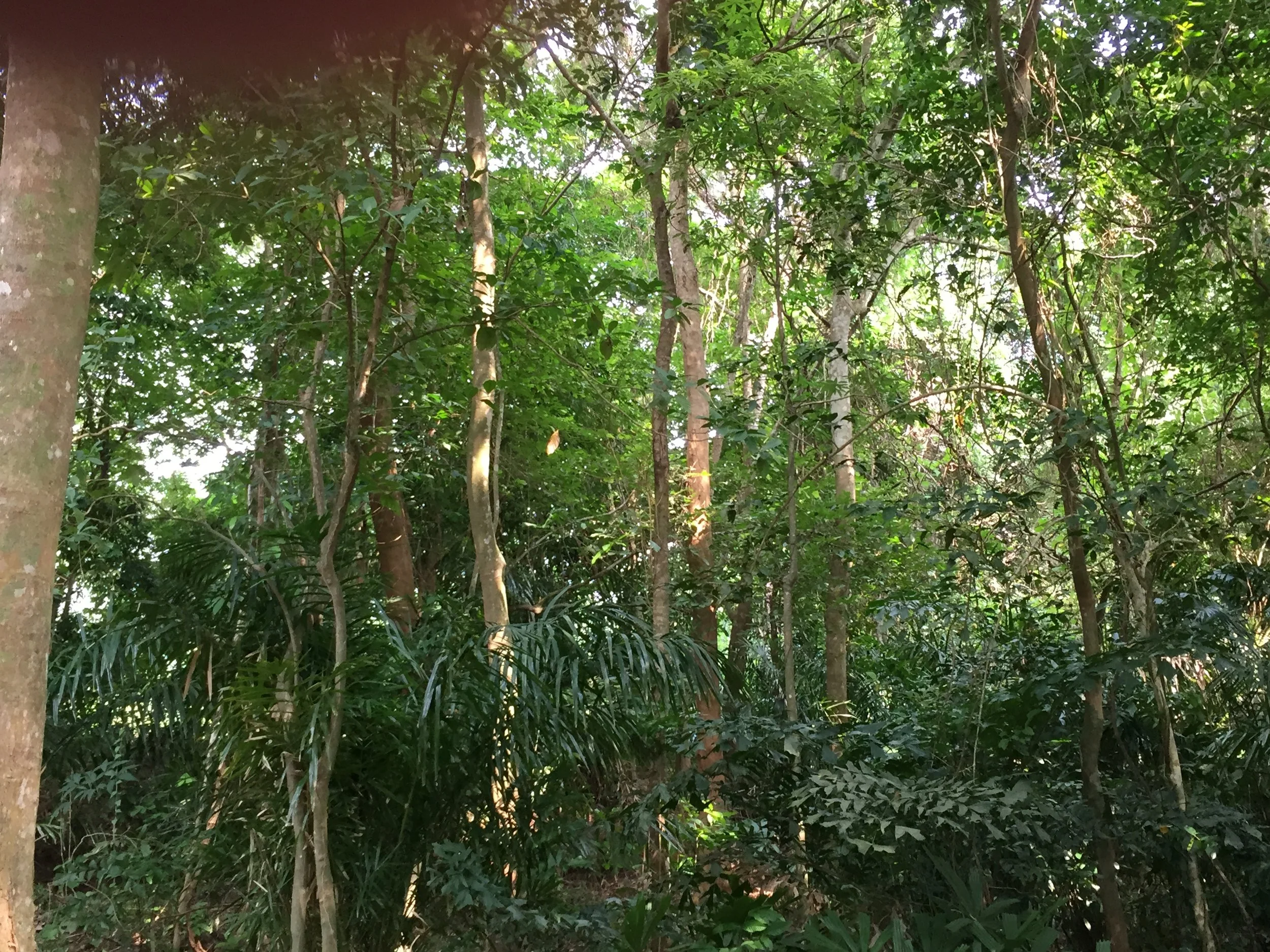 2015 Koh Lanta Garden & Nature (161).JPG