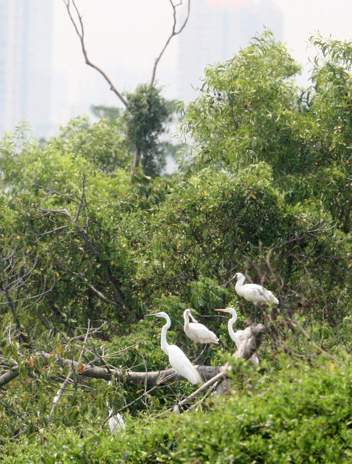 SPOONBILL - BLACK-FACED SPOONBILL - Platalea minor -  WITH GREAT EGRETS - MAI PO WETLANDS HONG KONG (17).JPG