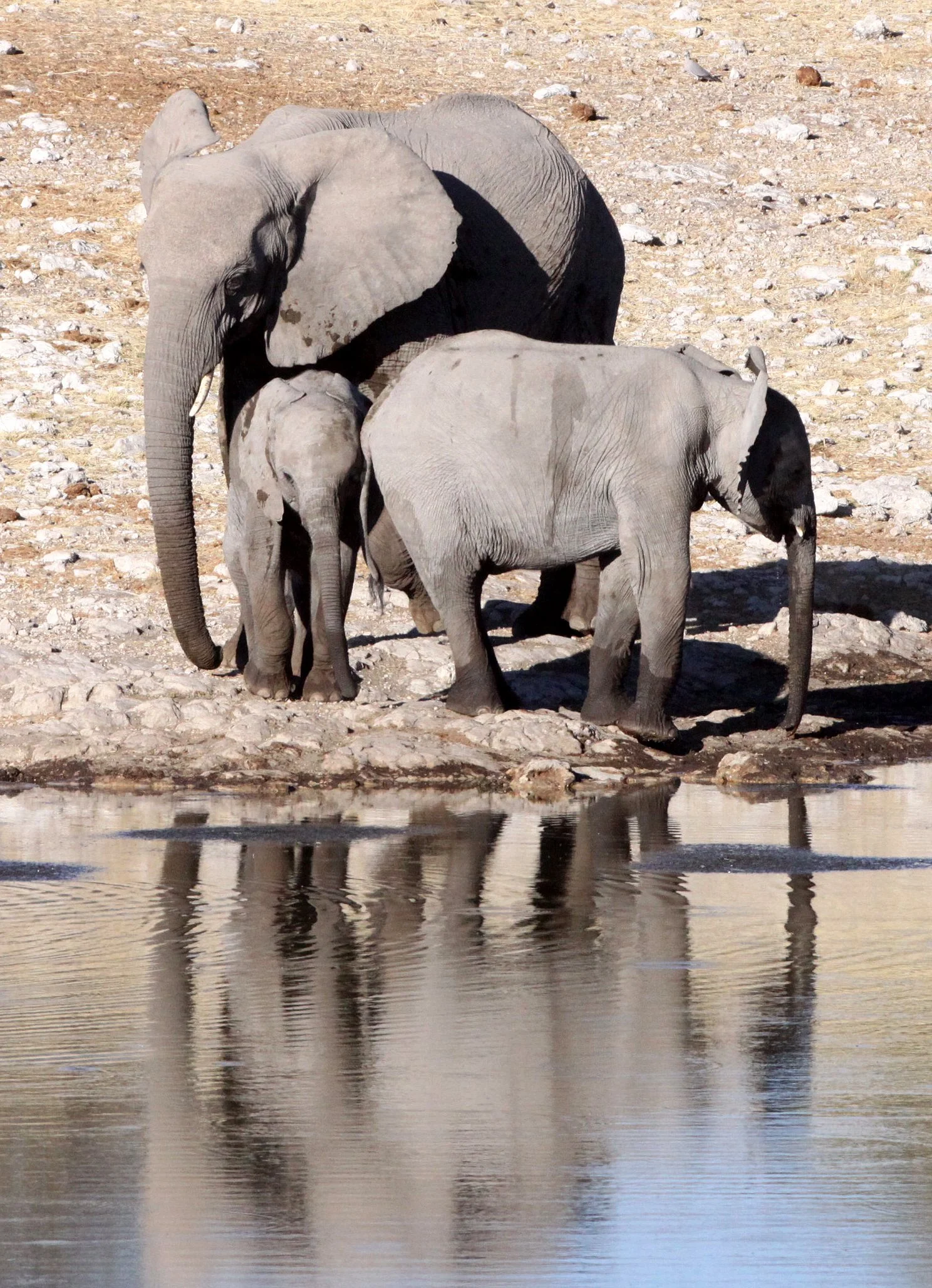 ELEPHANT - AFRICAN ELEPHANT - ETOSHA NATIONAL PARK NAMIBIA (23).JPG