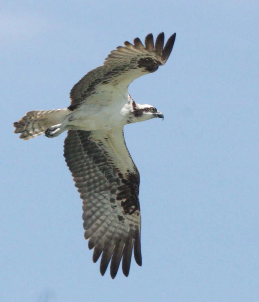 Pandion haliaetus - OSPREY - SAN IGNACIO LAGOON BAJA MEXICO (180).JPG