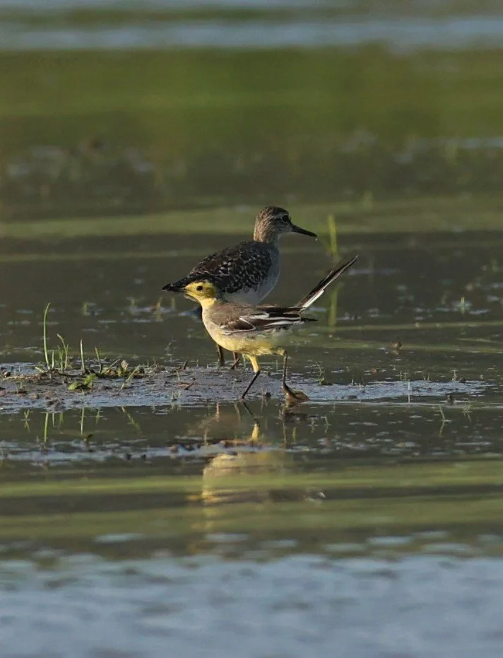 CITRINE WAGTAIL - Motacilla citreola - TATHORN RICEFIELDS CHIANG MAI FEB 2022 (63).jpg