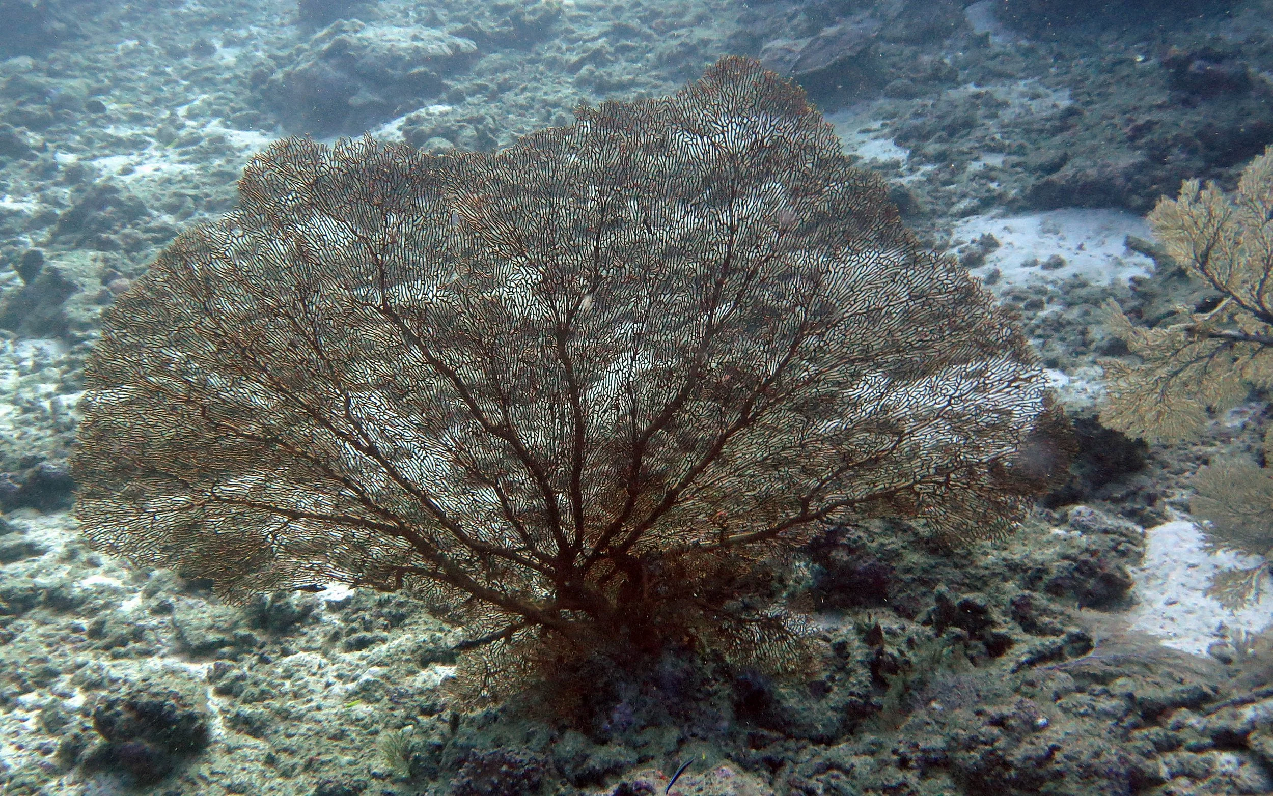 2014 Similan Islands Marine Park Thailand ISB Dive Trip (20).JPG