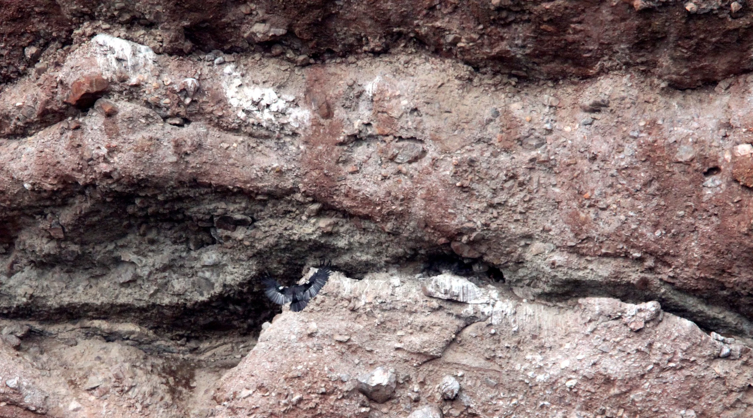 Gymnogyps californianus - CALIFORNIA CONDOR - PINNACLES NATIONAL MONUMENT CALIFORNIA (14).JPG