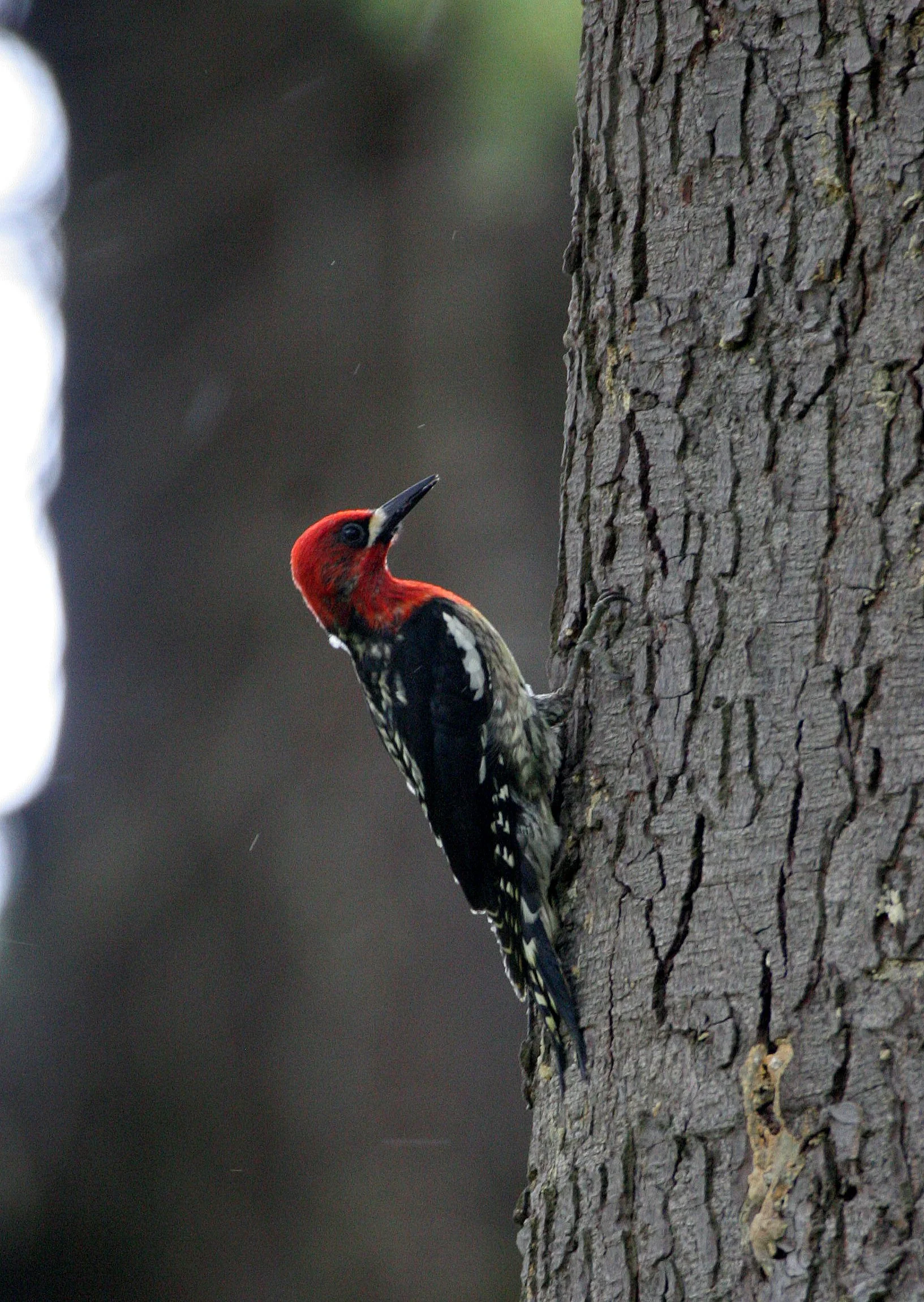 BIRD - WOODPECKER - RED-BREASTED SAPSUCKER - LAKE FARM BLUFFS WASHINGTON (5).JPG
