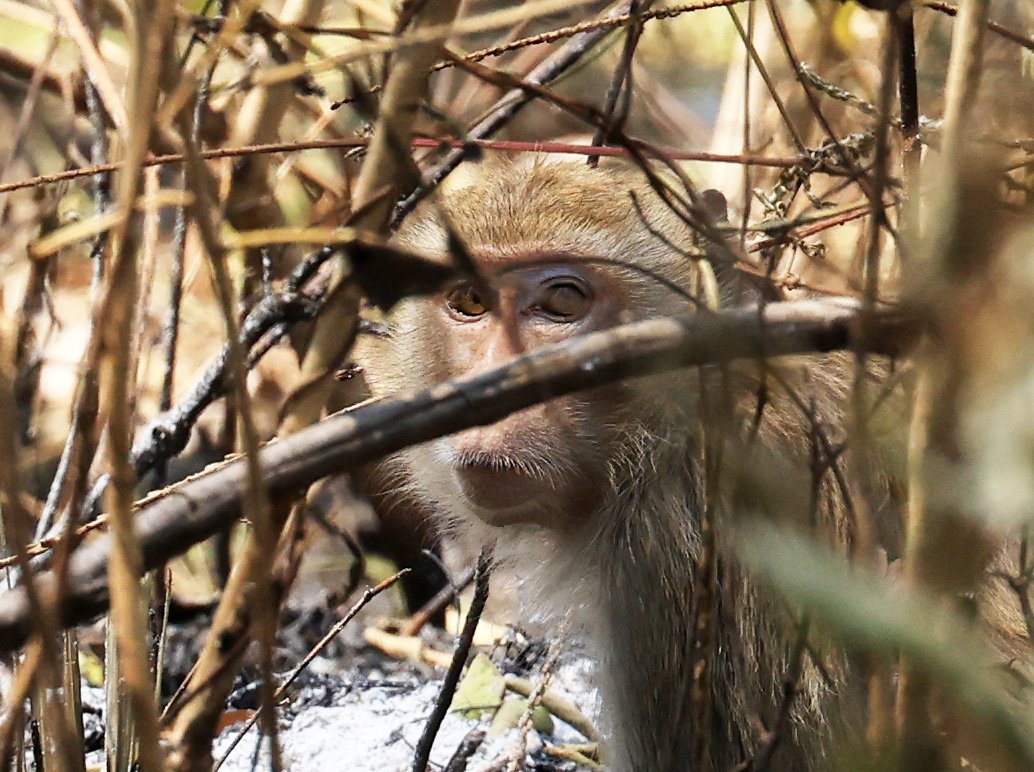 Long-tailed Macaque (Macaca fascicularis) is a more common Macaque species in the complex