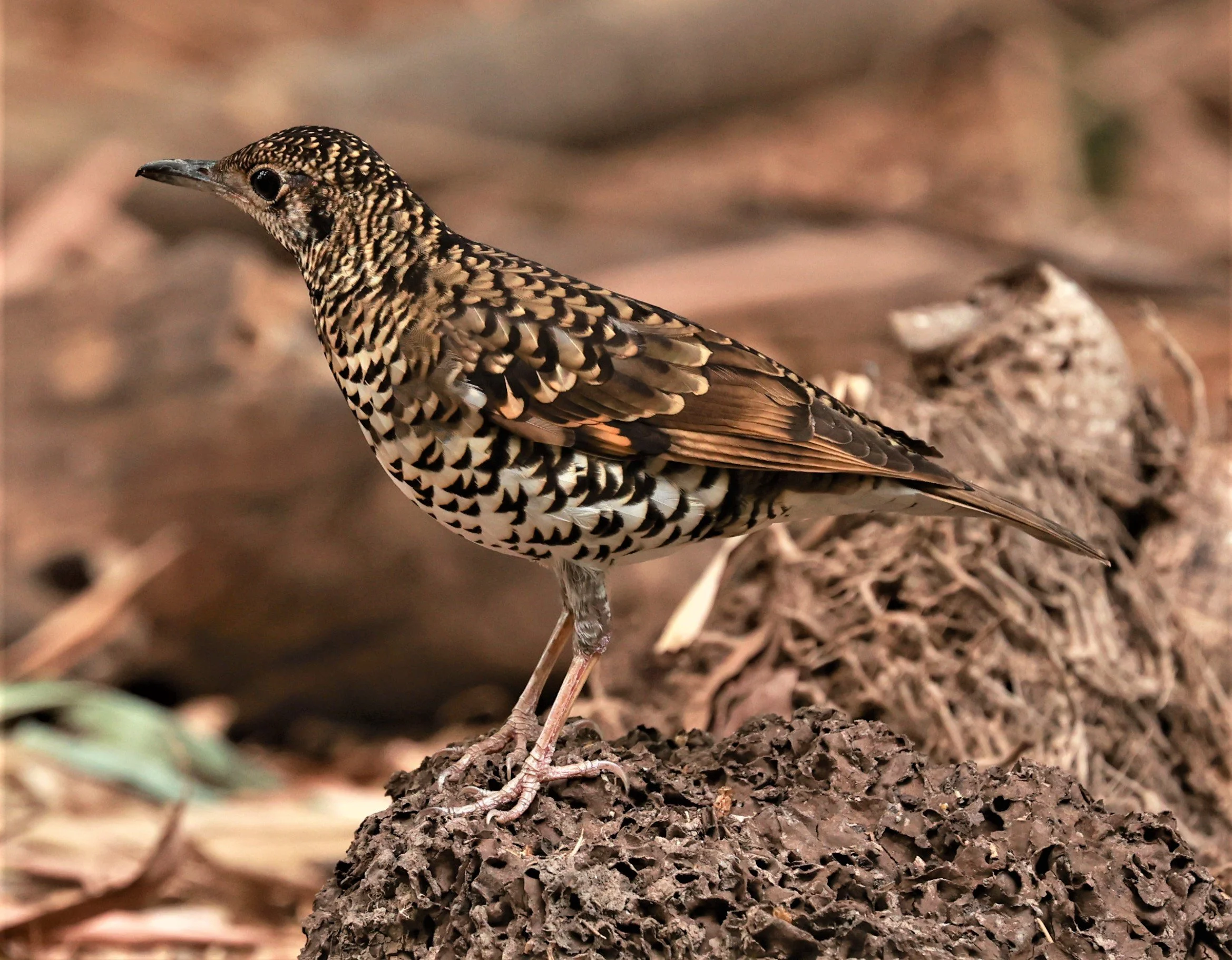 White's Thrush (Zoothera aurea) Putthamonthon Park Nakhon Pathom Thailand (10).jpg