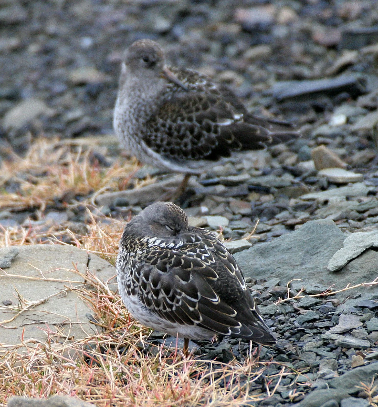 BIRD - SANDPIPER - PURPLE SANDPIPER - SVALBARD (27).jpg
