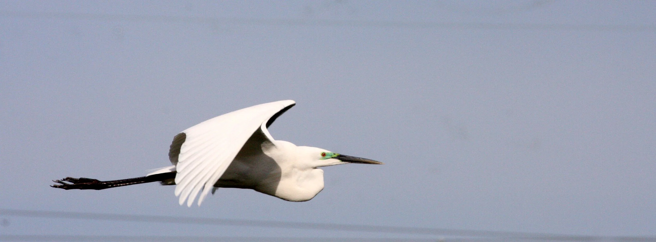 EGRET - EASTERN GREAT EGRET - Ardea alba alba - SUMMER PLUMAGE WITH GREEN FACE - KYOTO JAPAN (3).JPG