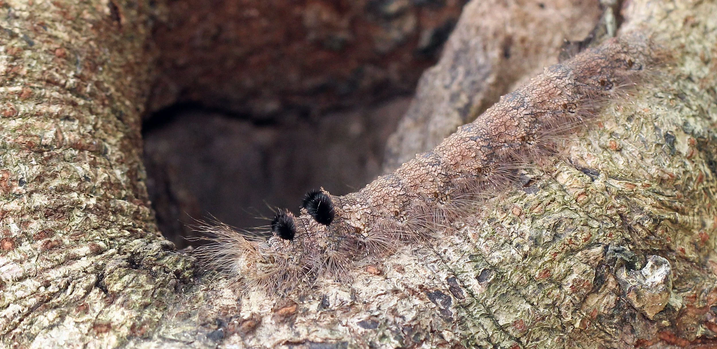 LEPIDOPTERA - Nephelium lappaceum - KOH LANTA THAILAND - SUMMER 2015 (7).JPG