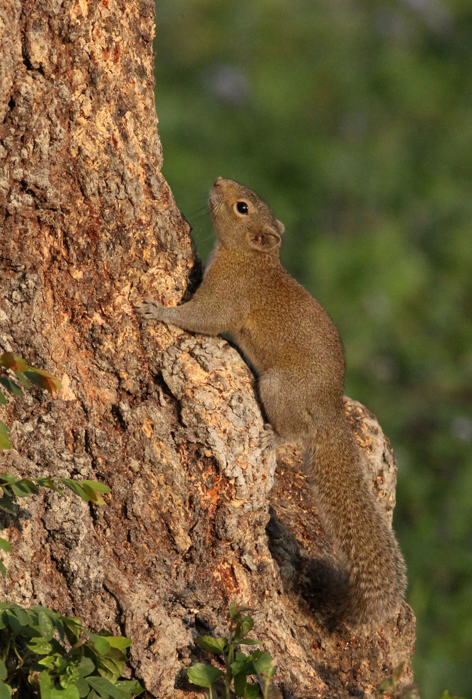 Callosciurus pygerythrus - HOARY-BELLIED SQUIRREL - KAZIRANGA NATIONAL PARK ASSAM INDIA (12).JPG