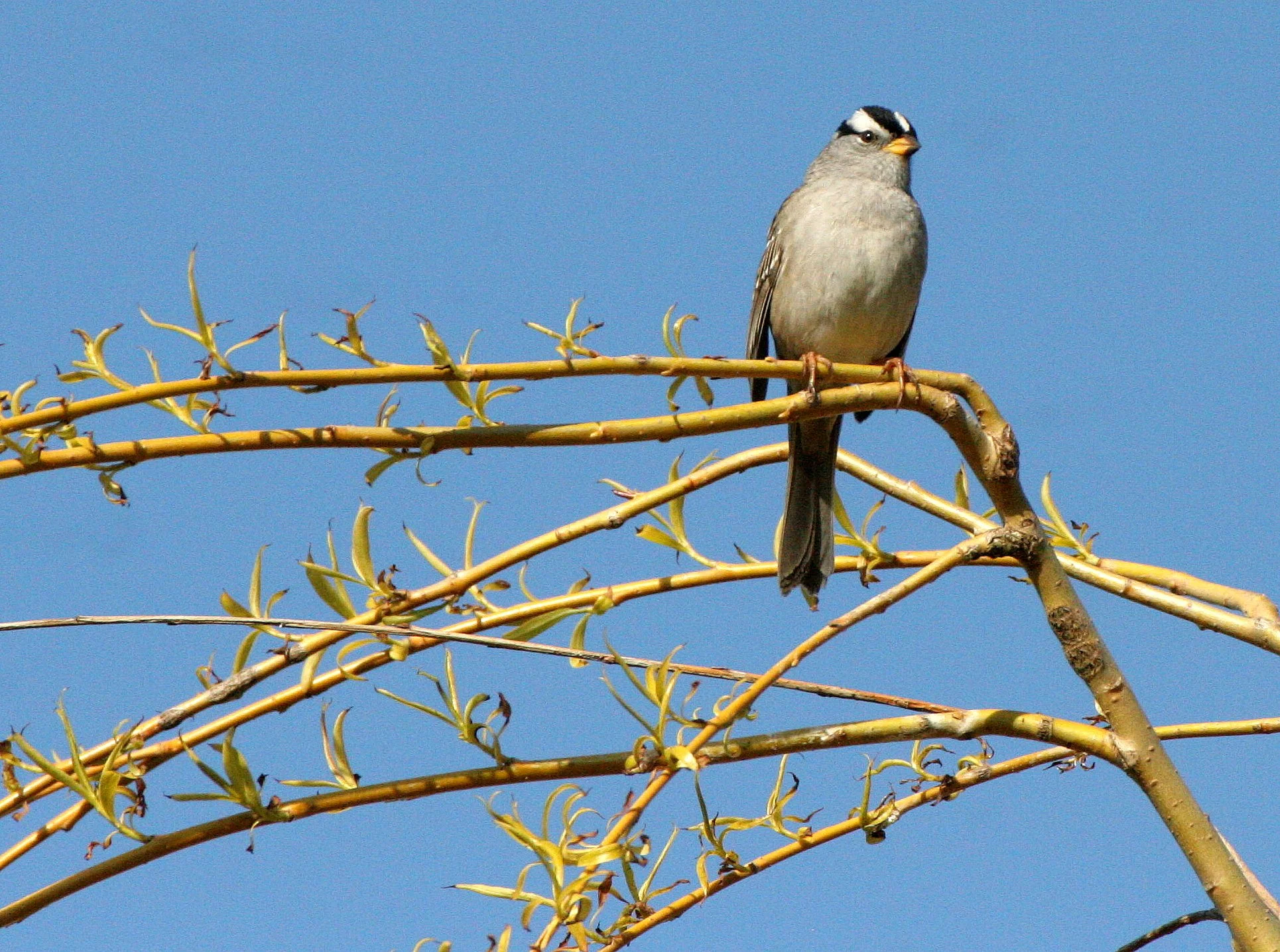 White-crowned Sparrow (Zonotrichia leucophrys) Lake Farm Woods Olympic Peninsula Washington (17).JPG