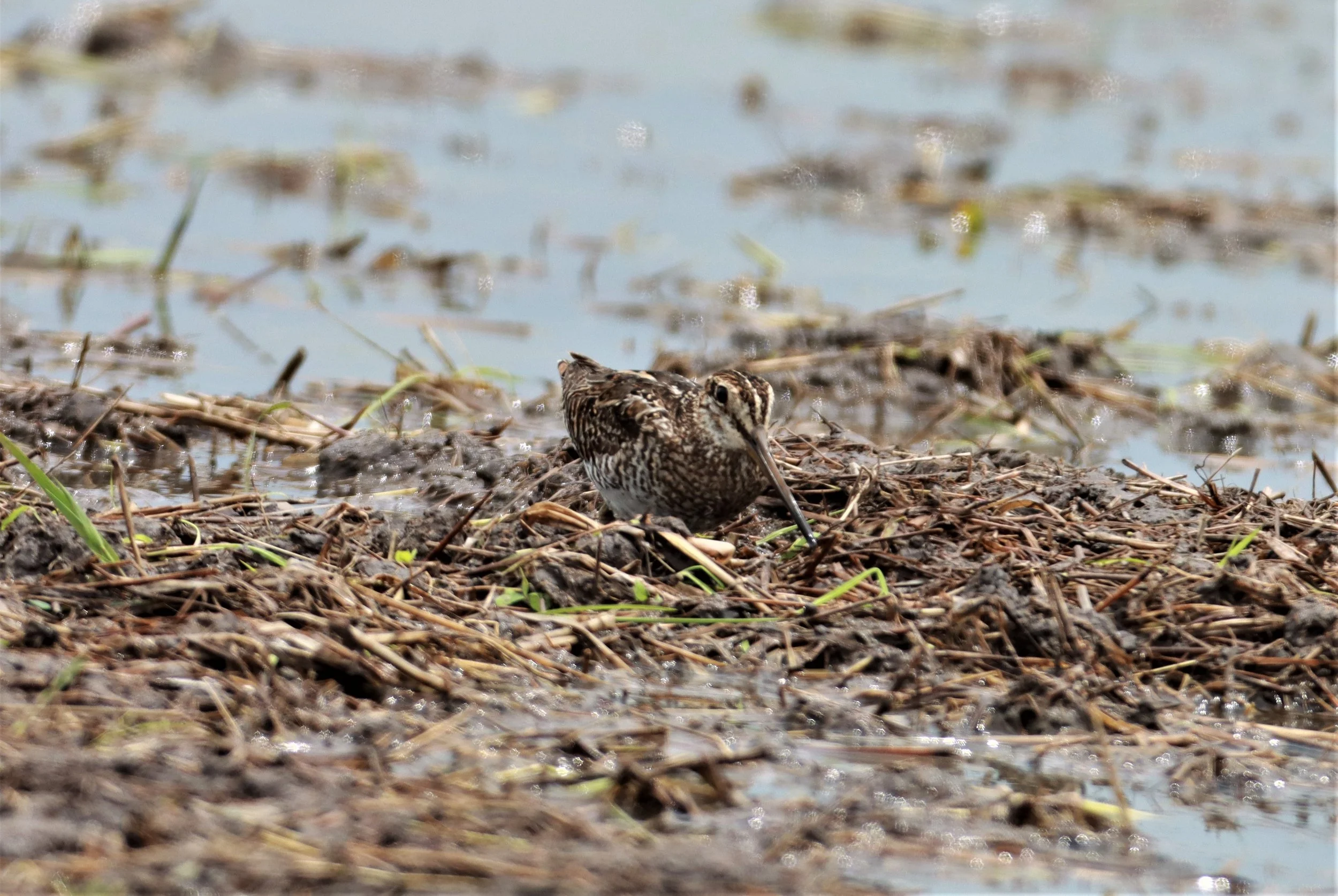 SNIPE - PINTAIL SNIPE - Gallinago stenura - PATHUM THANI RICE RESEARCH CENTER AUG 11 2021 (29).jpg