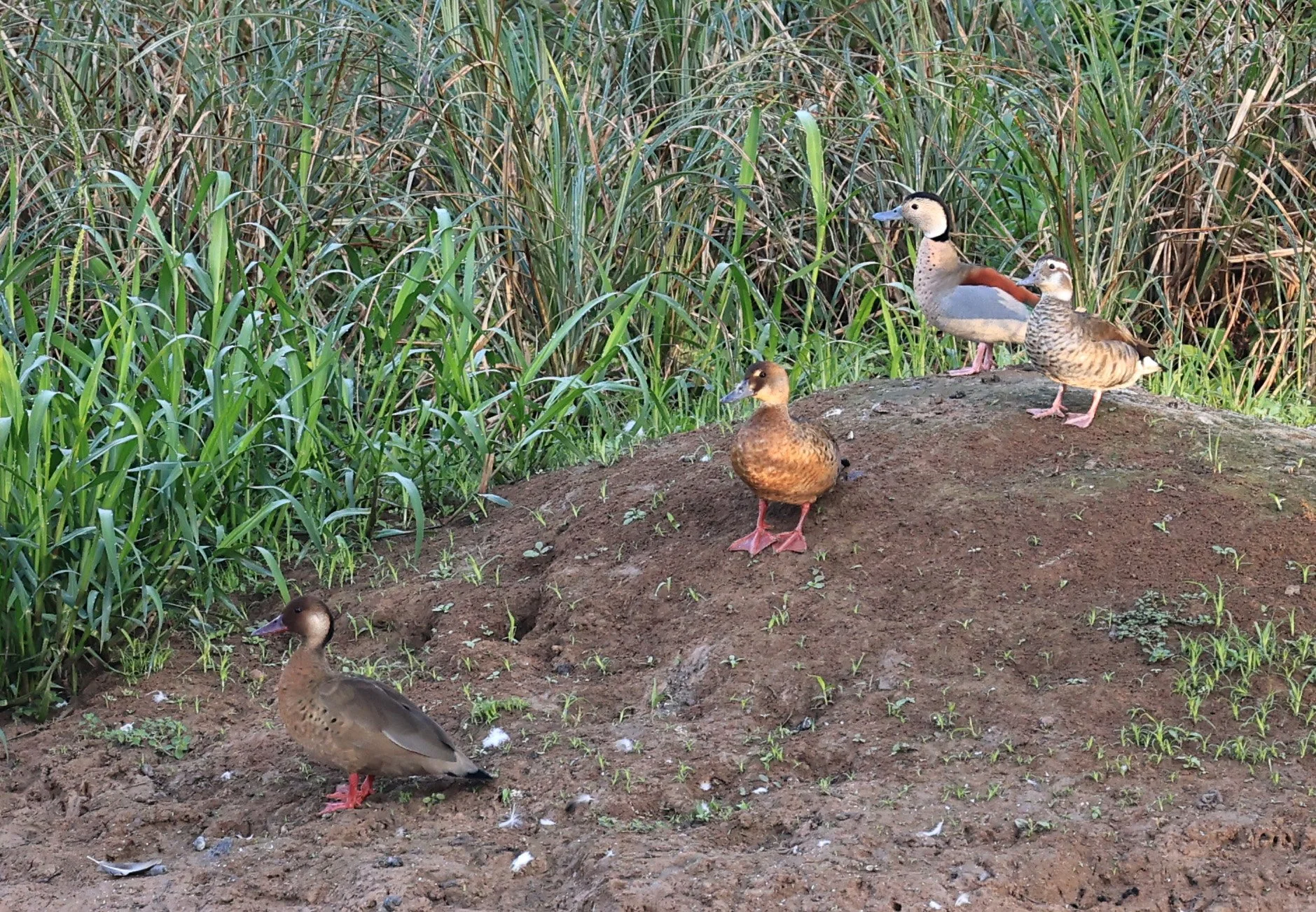 Ringed Teal (Callonetta leucophrys) Hotel Iparoma Campestre Paraguay (22).jpg