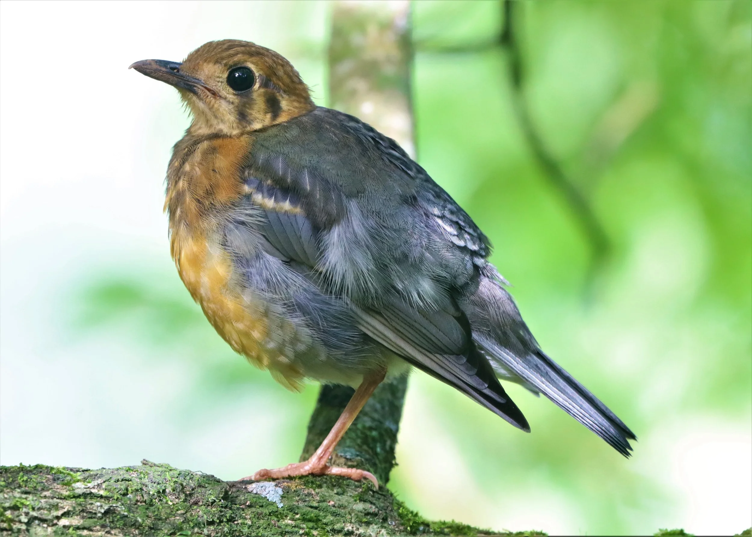 Orange-headed Thrush (Zoothera citrina) Doi Ang Kang Chiang Mai (1).jpg
