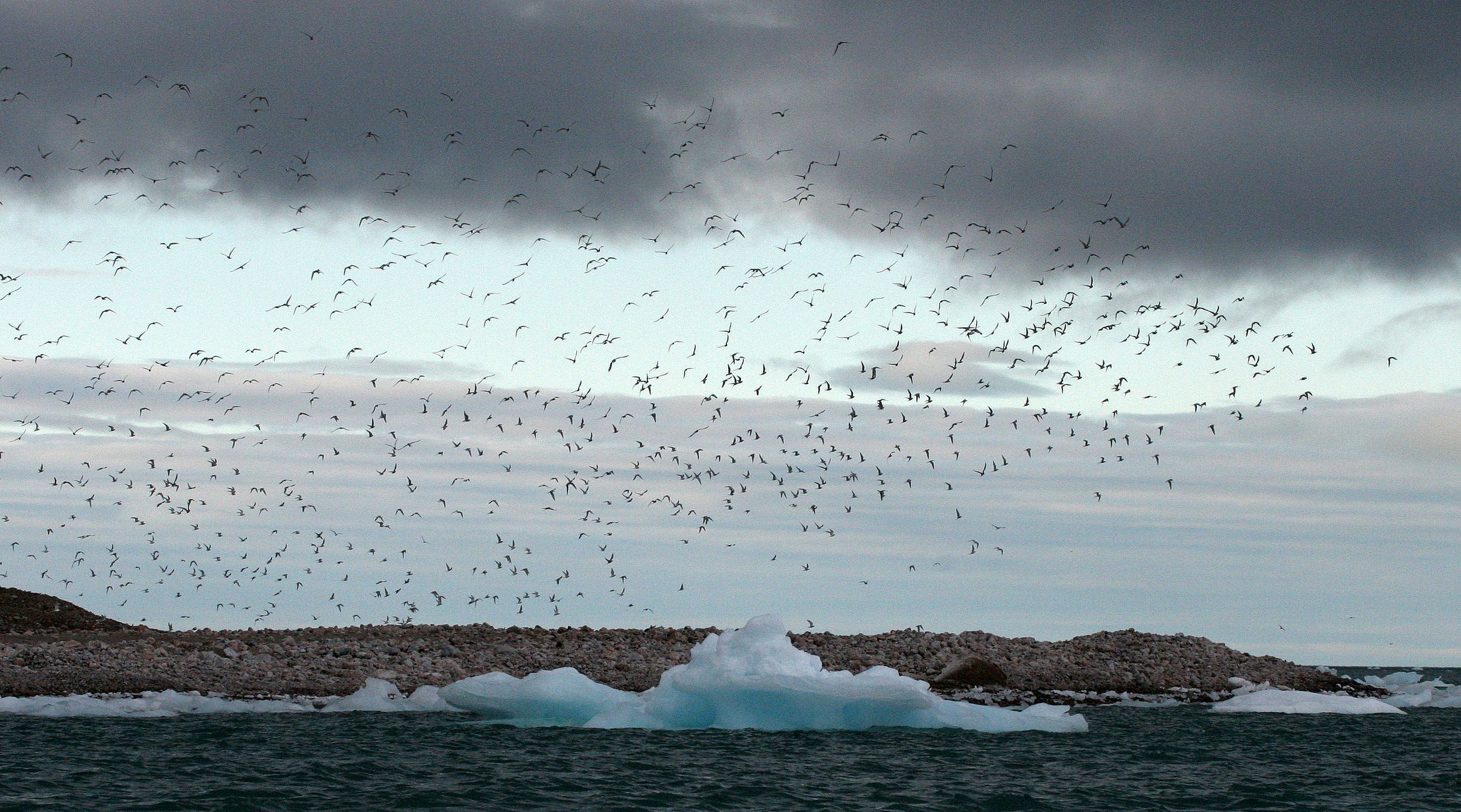 BIRD - TERN - ARCTIC TERN - SVALBARD (46).jpg