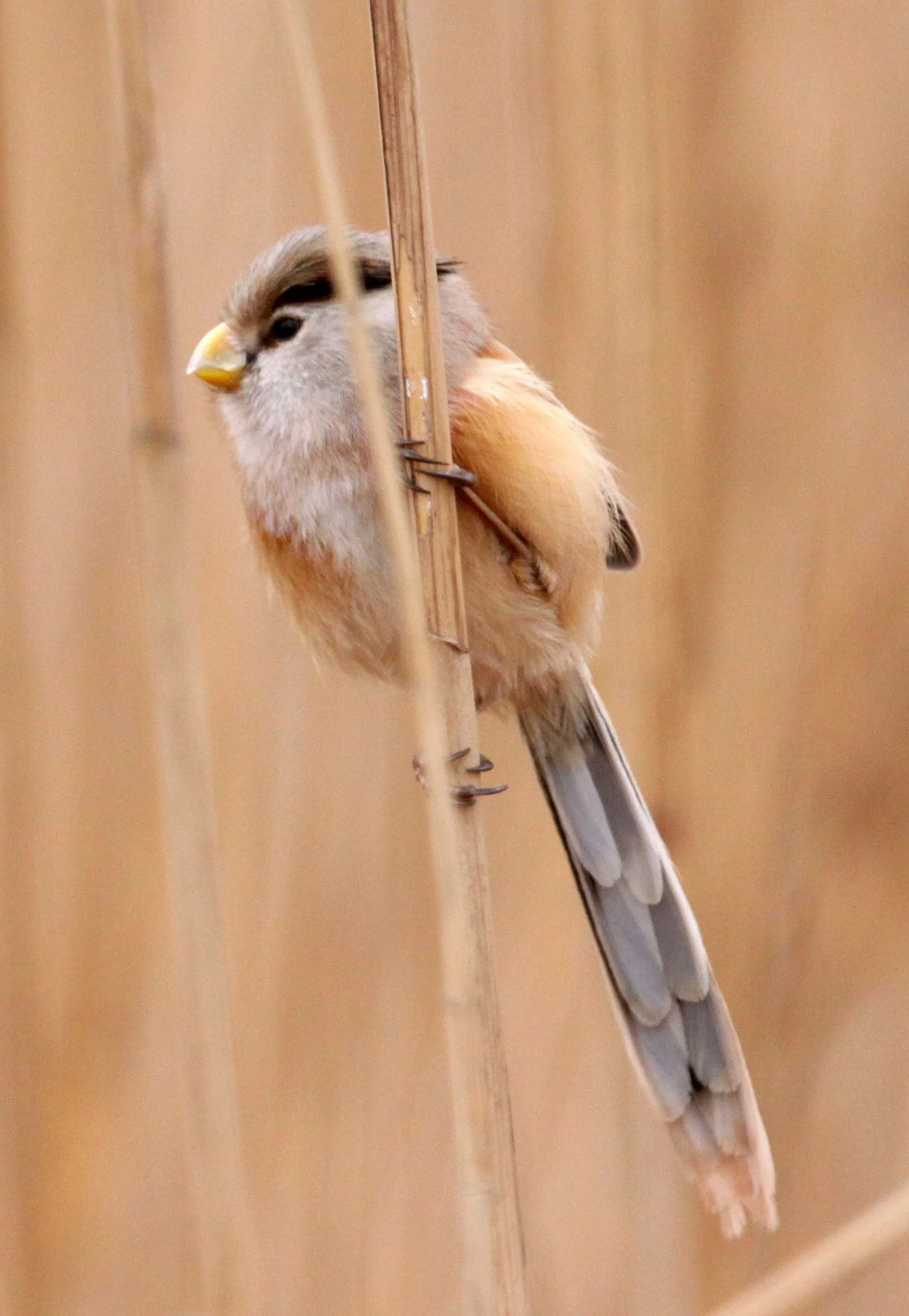 BIRD - PARROTBILL - REED PARROTBILL - YANCHENG CHINA (32).JPG