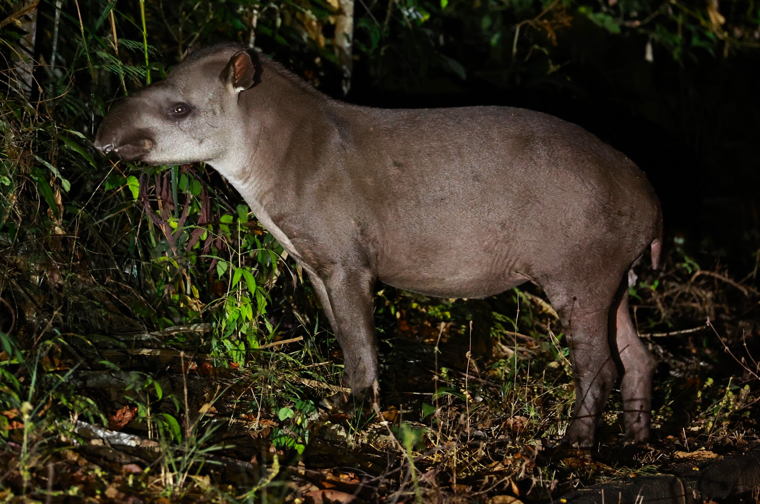 Tapirus terrestris - Brazilian or South American Tapir - Rio Doce State Park, Minas Gerais, Brazil (49).JPG