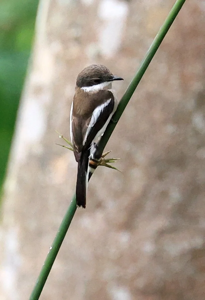 Bar-winged Flycatcher-shrike (Hemipus picatus) Khao Yai National Park Feb 2026 Day 2 (25).jpg