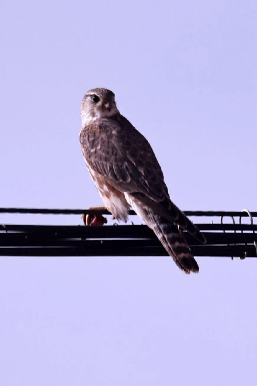 Merlin (Falco columbarius) Ruoergai County, Tibetan Plateau, Sichuan ...