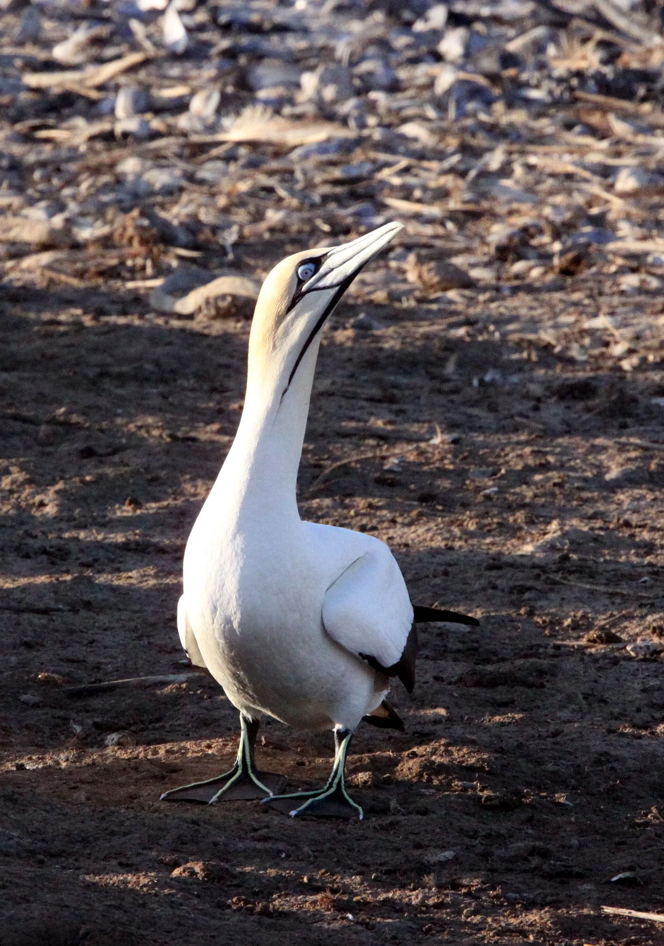 Cape gannet (Morus capensis) Lambert's Bay South Africa (50).JPG