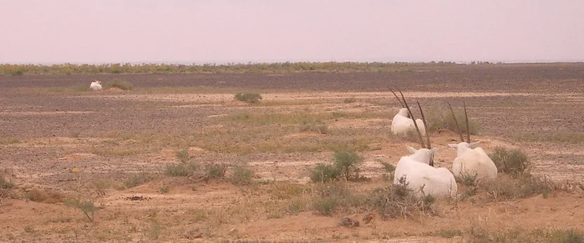 BOVID - ORYX - ARABIAN ORYX-SHAUMARI (6).JPG