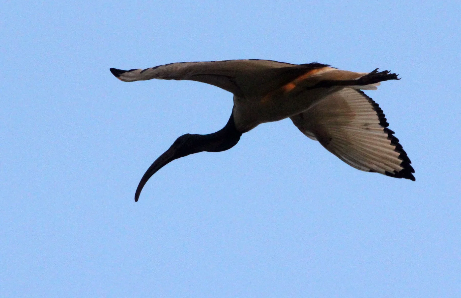IBIS - AFRICAN SACRED IBIS - Threskiornis aethiopicus - NYUNGWE NATIONAL PARK RWANDA (550).JPG