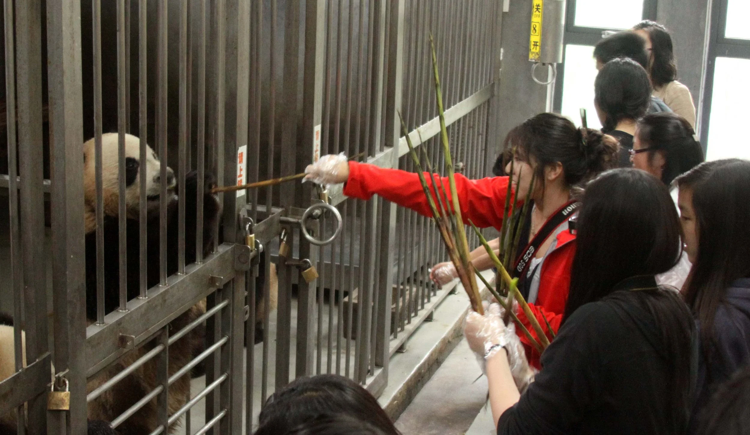 CHENGDU GIANT PANDA BREEDING CENTER - CHINA ALIVE 2011 (27).JPG