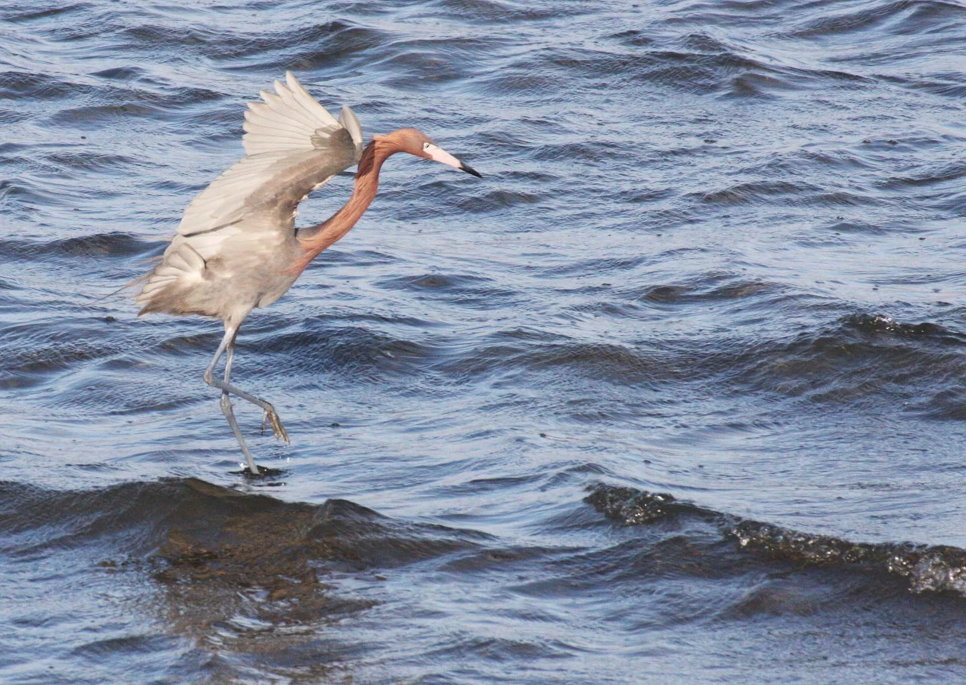 EGRET - REDDISH EGRET - Egretta rufescens - SAN IGNACIO LAGOON BAJA MEXICO (23).JPG
