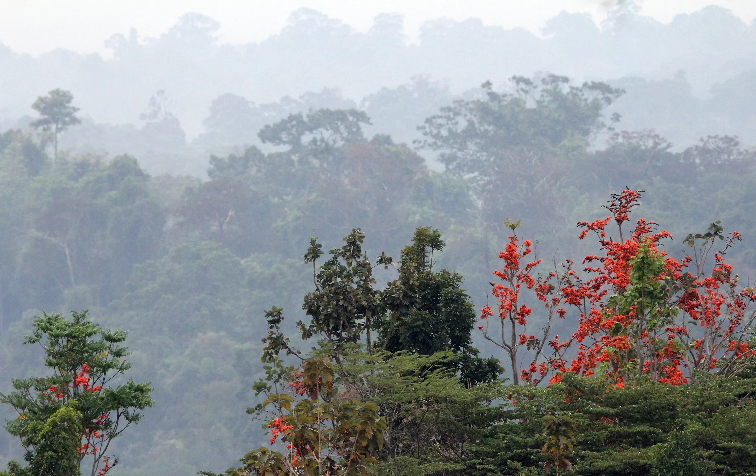 Flame of the Forest (Butea monosperma) with the misty forests of Khao Yai behind.