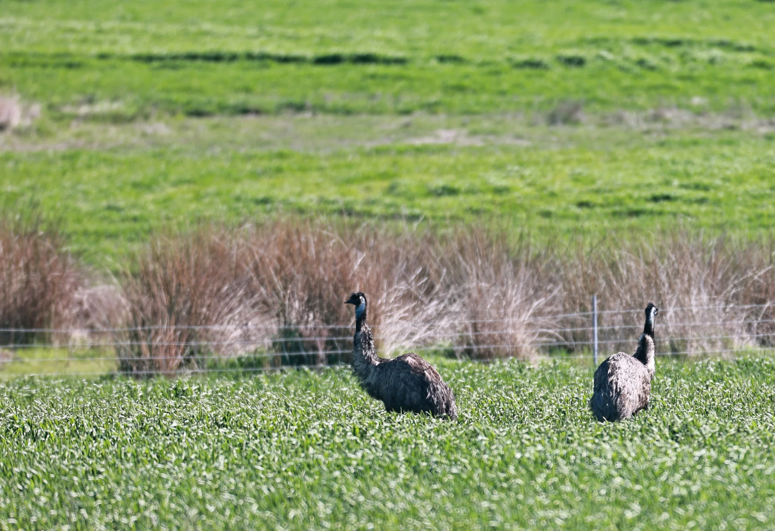 Emu (Dromaius novaehollandiae) Stirling Range NP - Western Australia (43).jpg