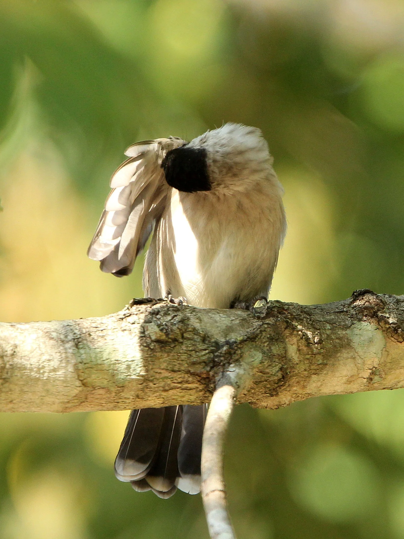 BULBUL - SOOTY-HEADED BULBUL - Pycnonotus aurigaster - HUAI KHA KHAENG NWS THAILAND (7).JPG