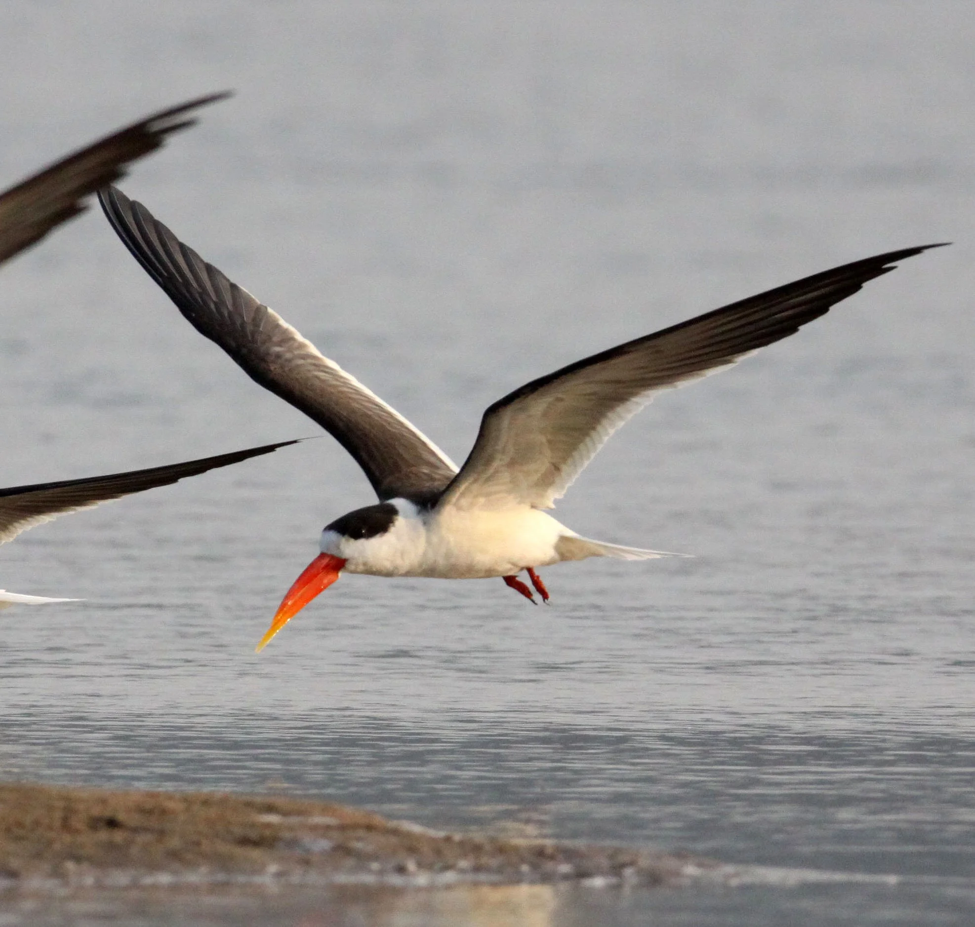 BIRD - SKIMMER - INDIAN SKIMMER - CHAMBAL SANCTUARY INDIA (93).JPG