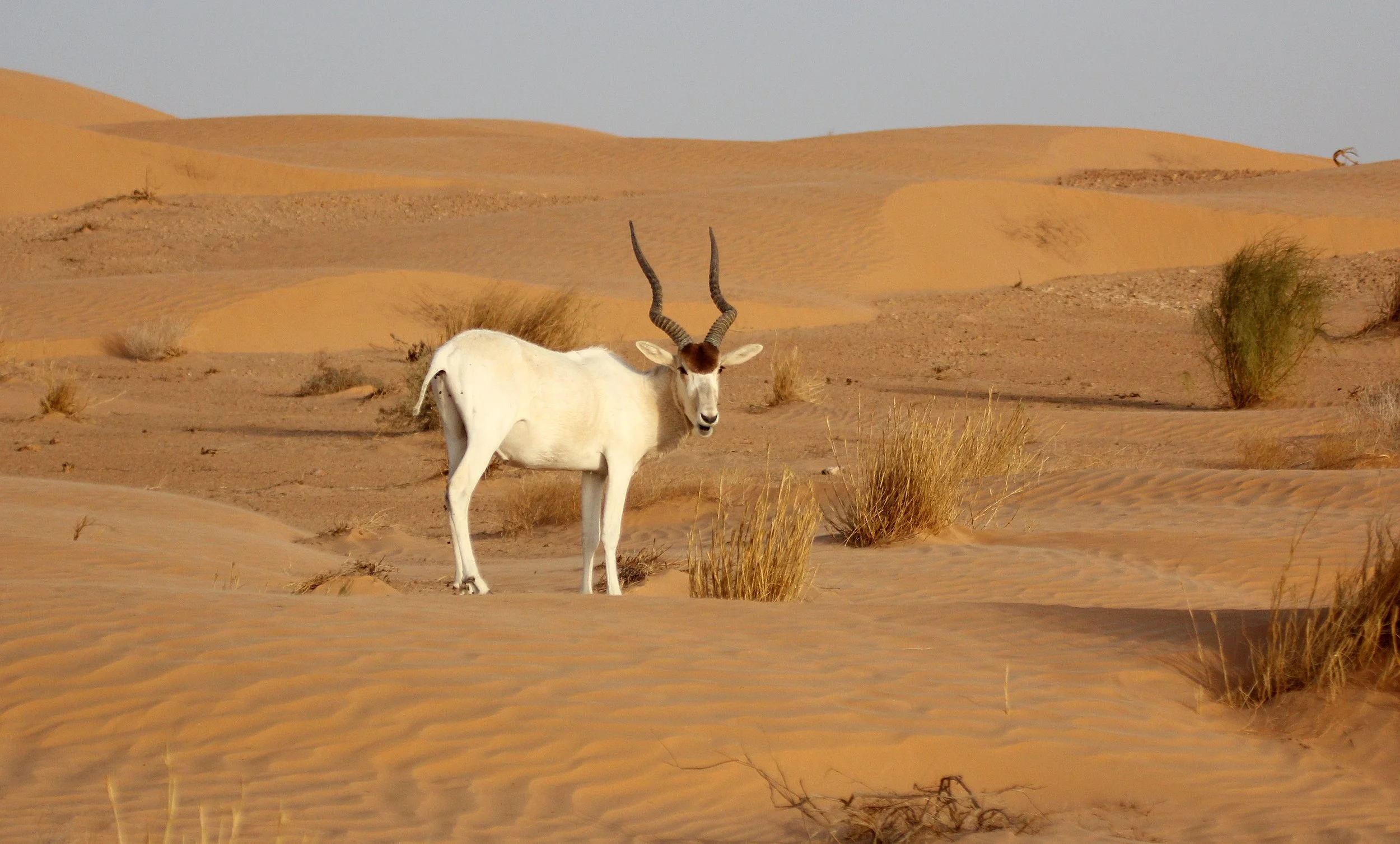 ADDAX - Addax nasomaculatus - JEBIL NATIONAL PARK TUNISIA (164).JPG