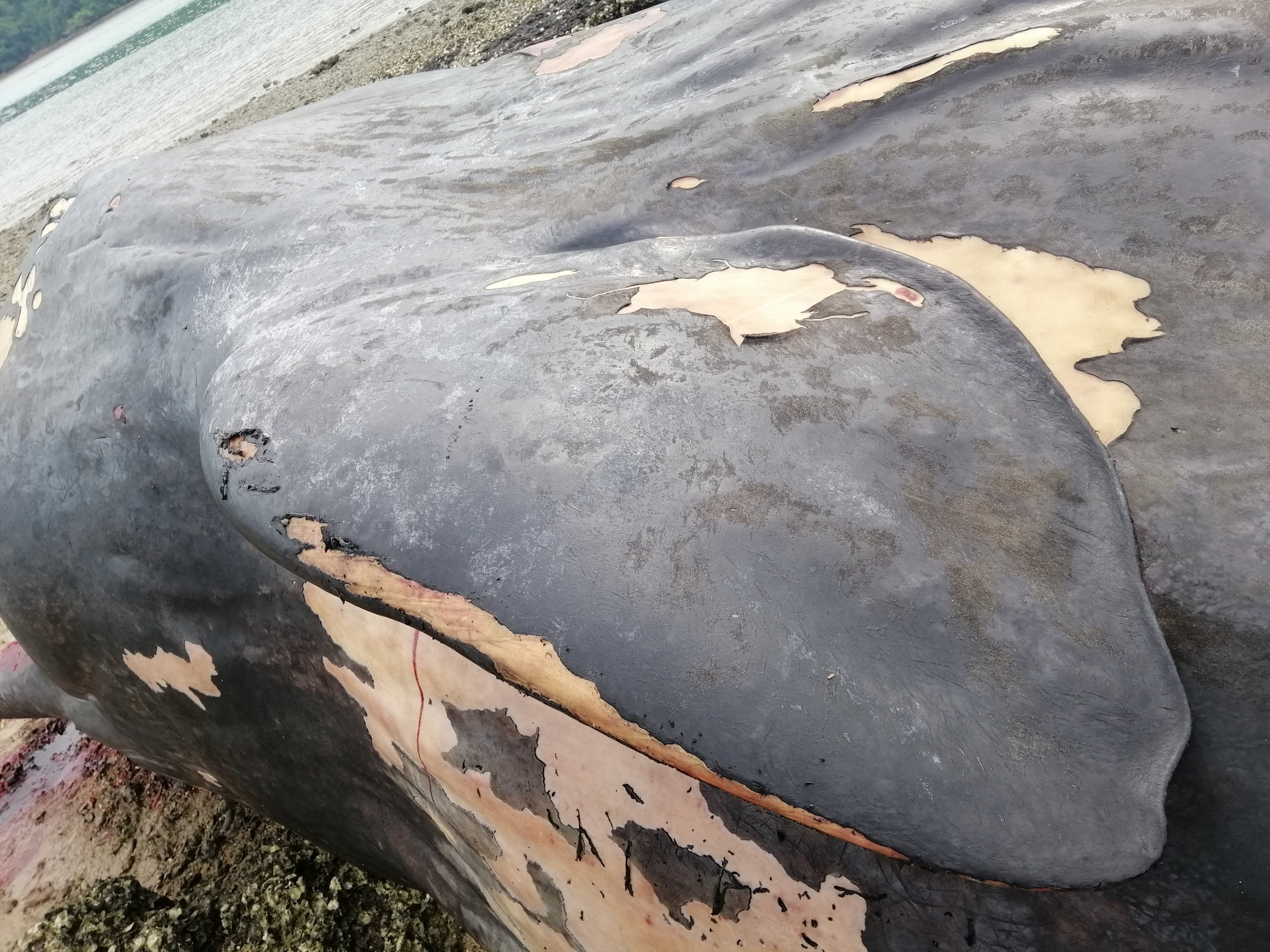 2019 Koh Lanta Dead Sperm Whale Summer Trip (24).jpg