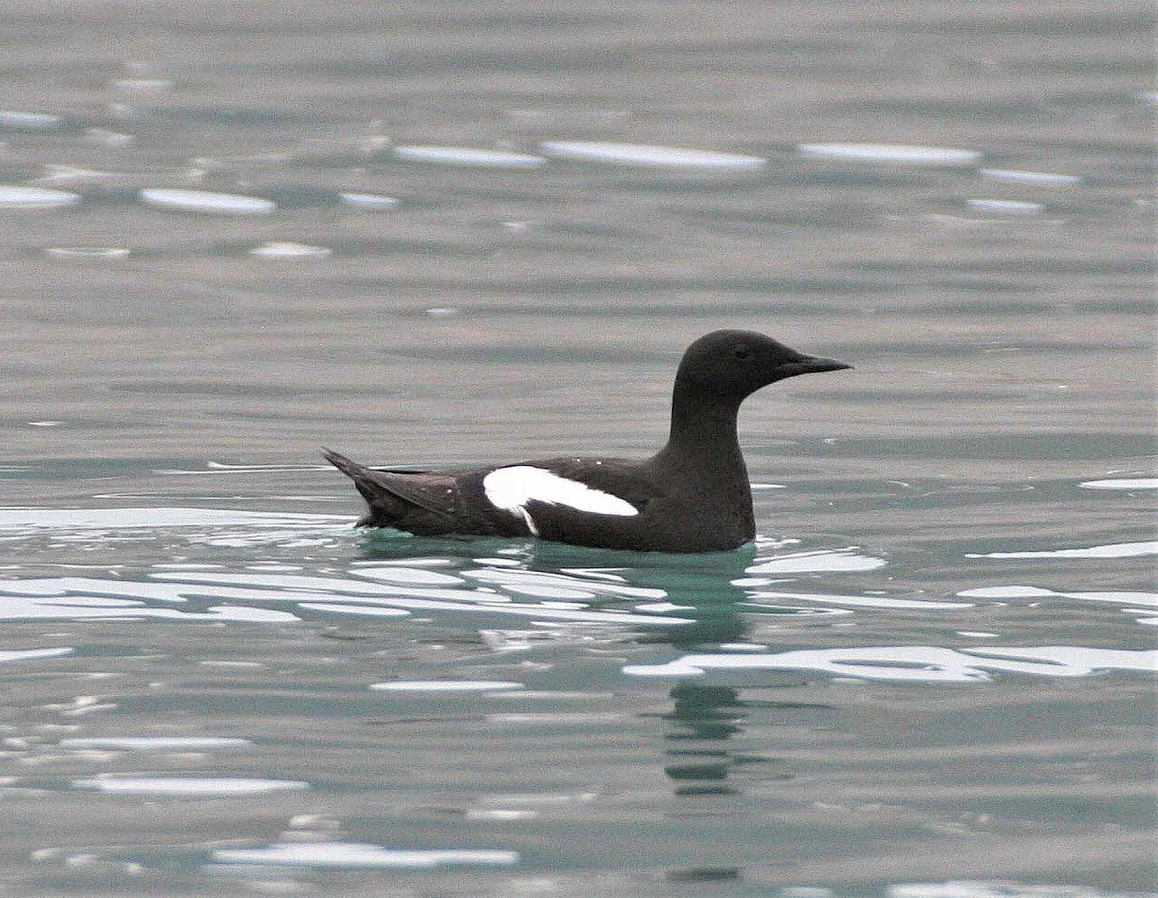 Cepphus grylle mandtii - BLACK GUILLEMOT - SVALBARD aa.jpg
