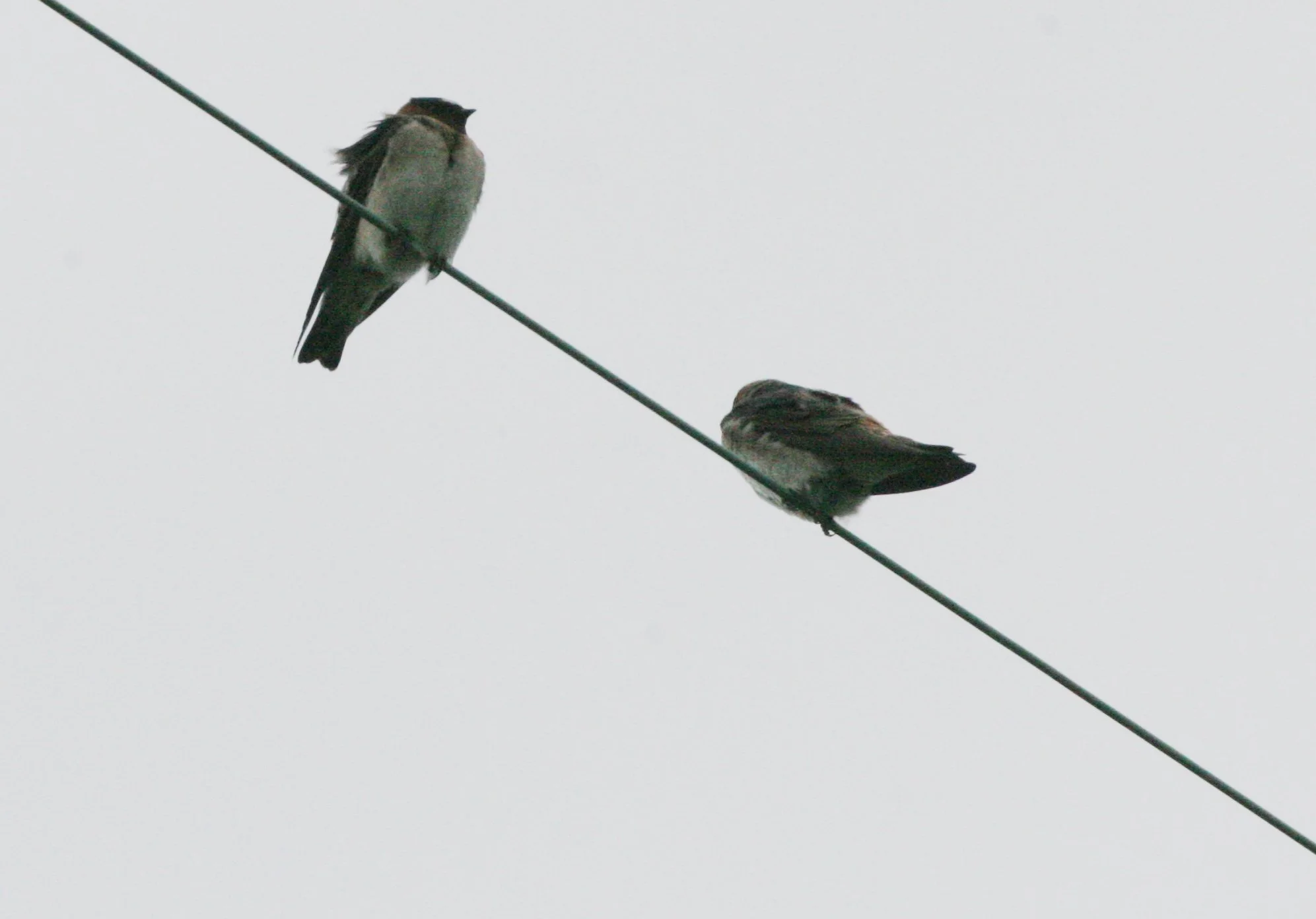 Cliff Swallow (Petrochelidon pyrrhonota) Jamestown Washington Olympic Peninsula (5).JPG