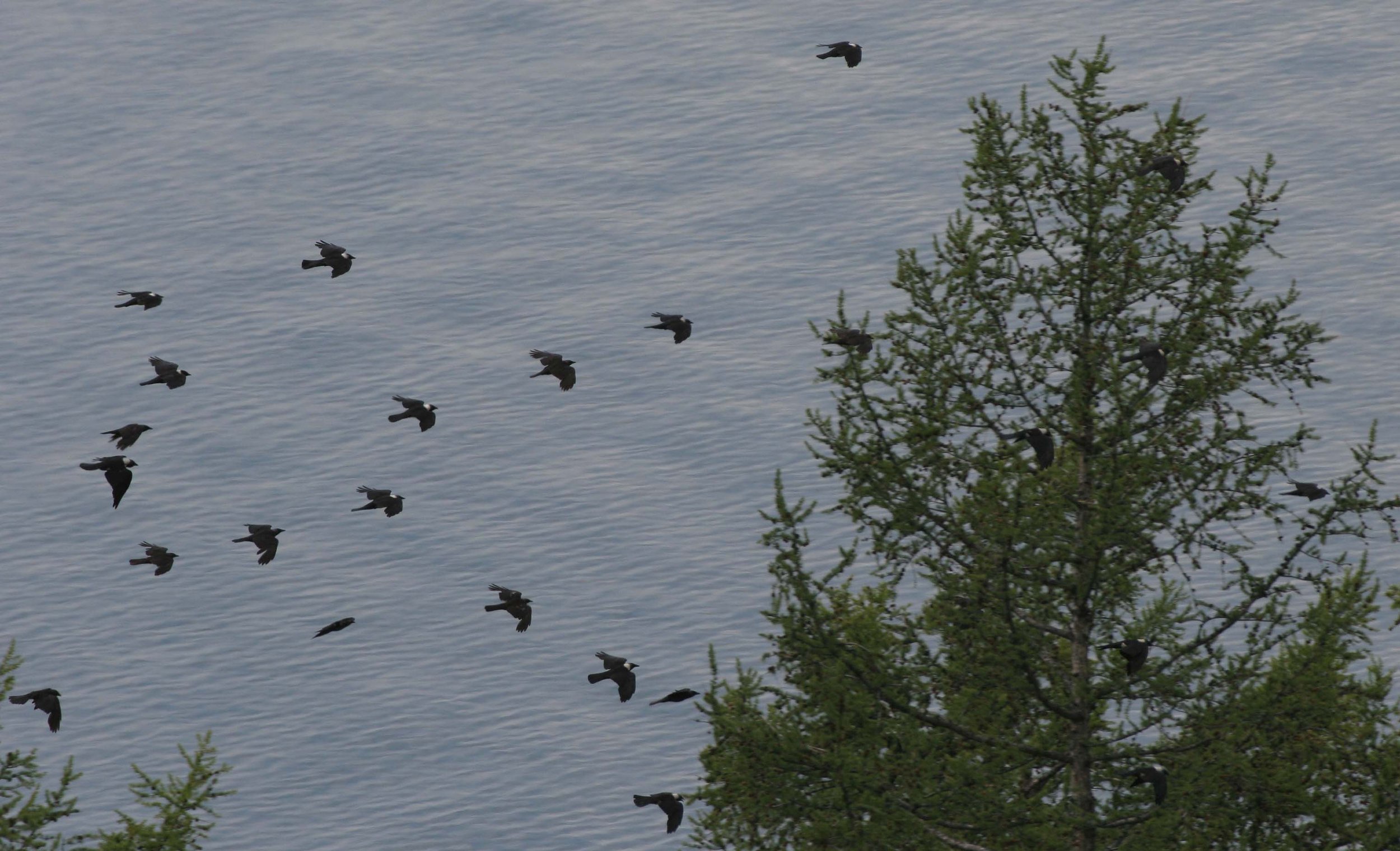 BIRD - JACKDAW - DAURIAN RACE - LAKE BAIKAL RUSSIA (19).jpg