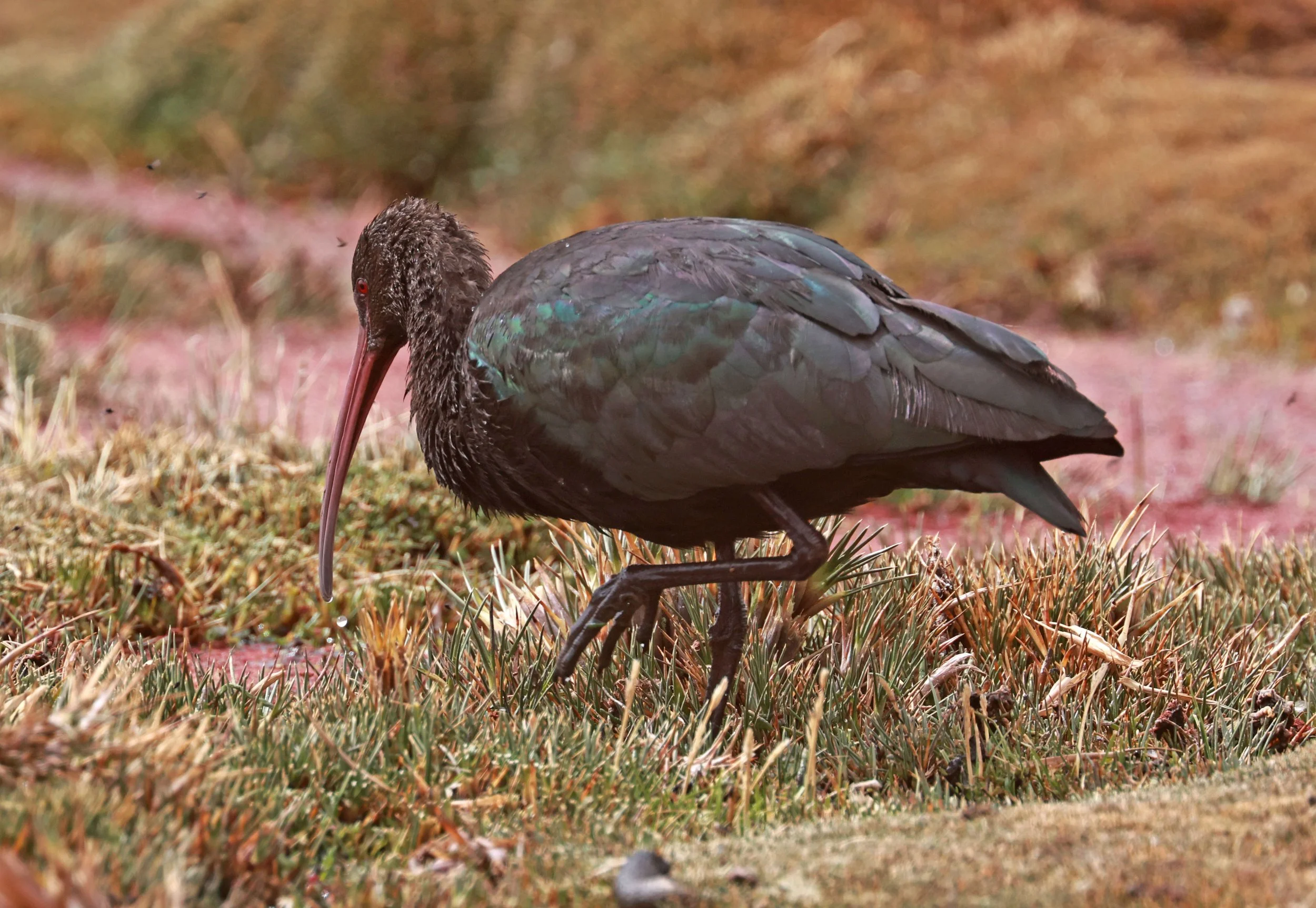 Ibis - Puna Ibis - Plegadis ridgwayi - Lauca National Park, Chile (25).jpg
