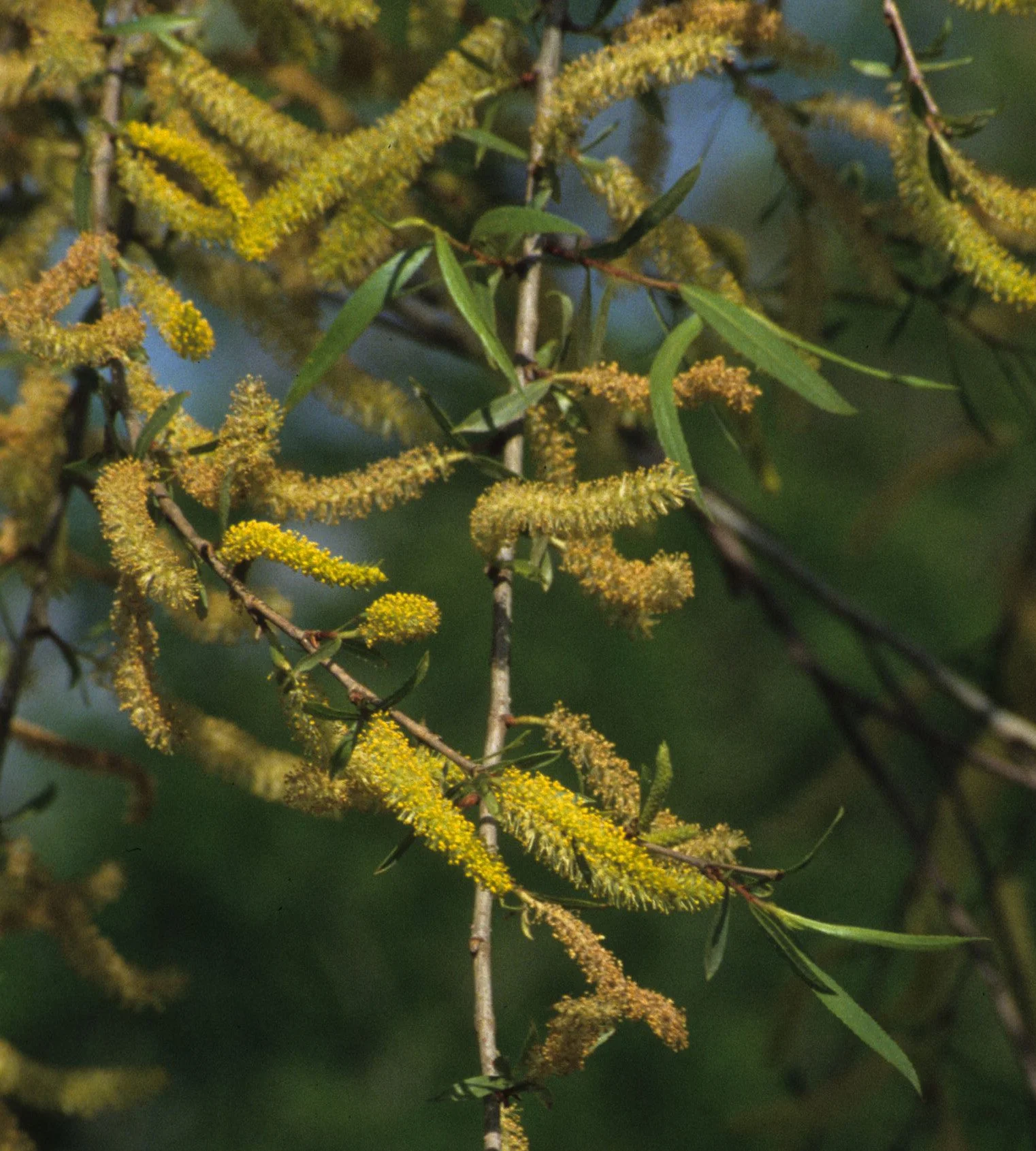 AMERICAN RIVER - SALIX SPECIES C1.jpg