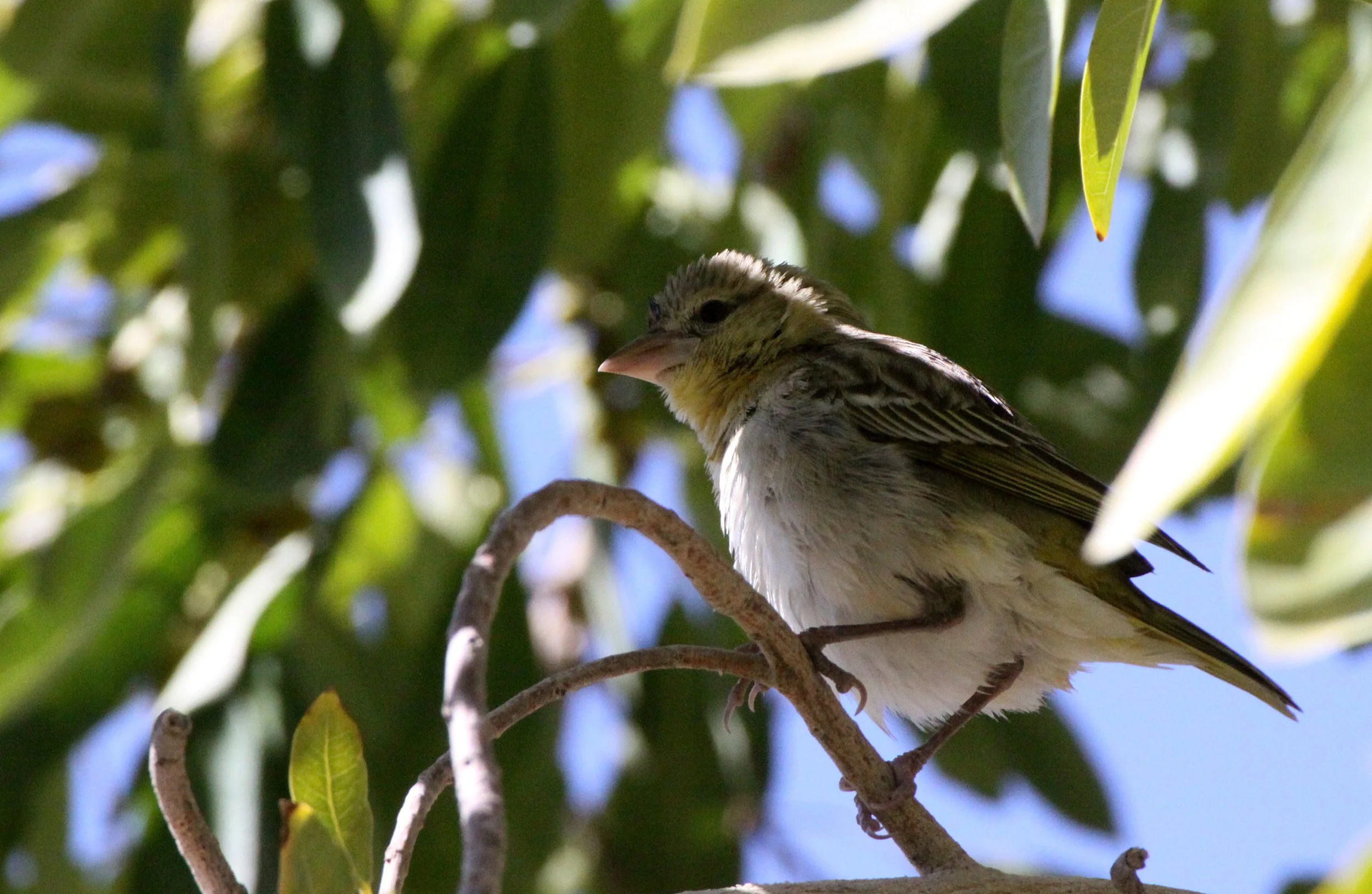 Pink-billed Lark (Spizocorys conirostris) Etosha NP Namibia ID needs confirmation (4).JPG