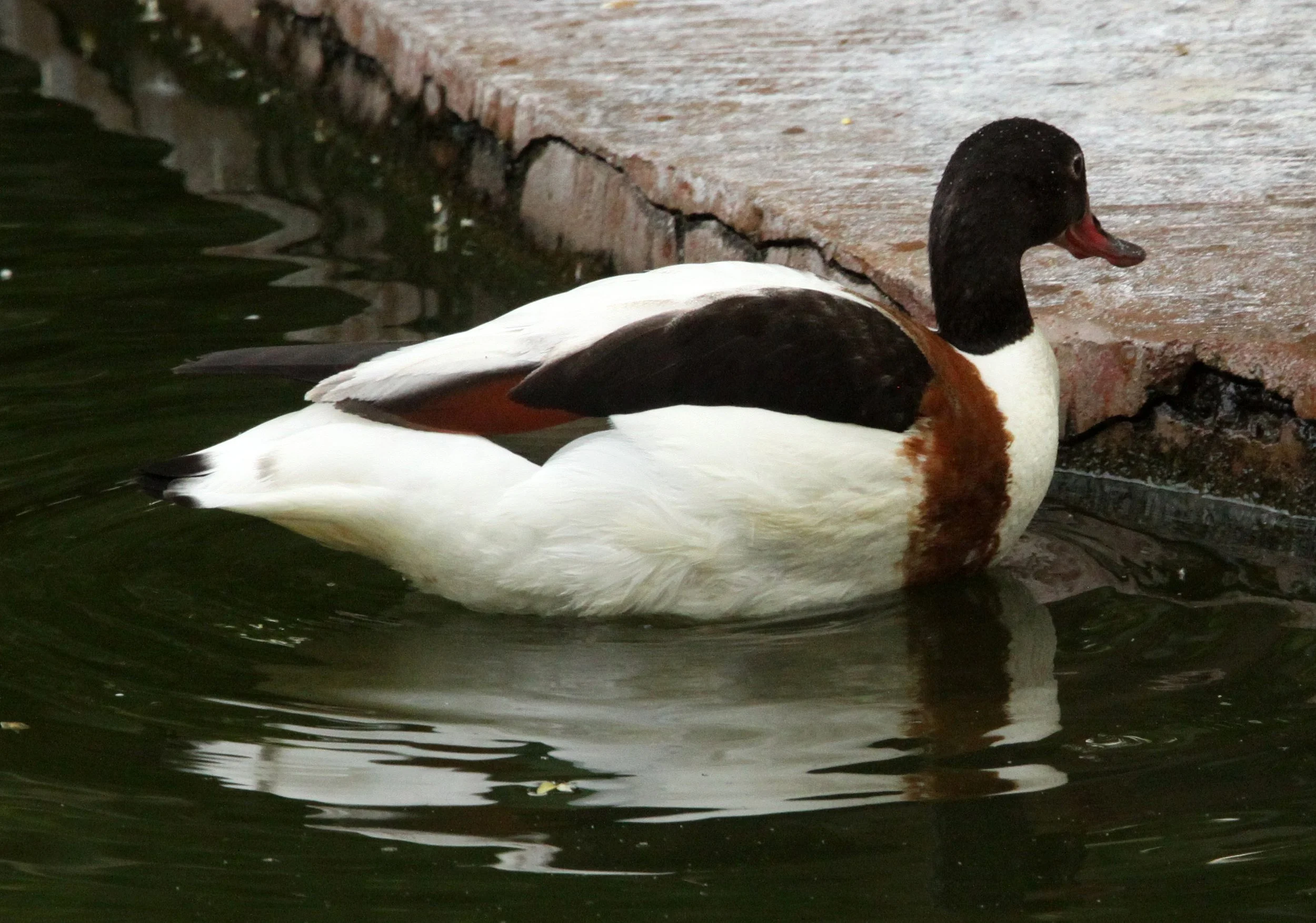SHELDUCK - COMMON SHELDUCK - Tadorna tadorna - SHANGHAI ZOO (4).JPG