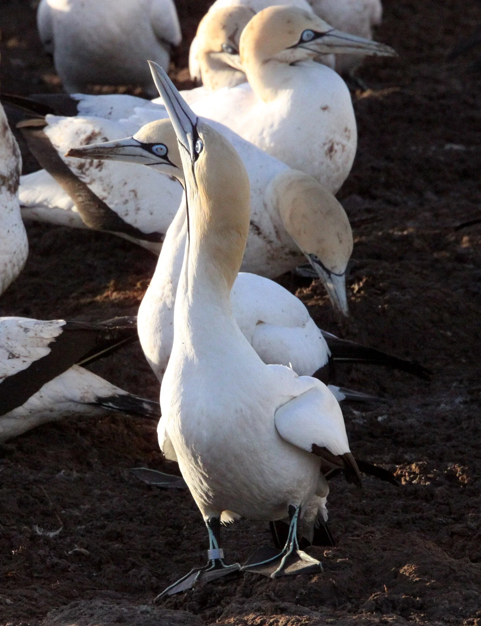 Cape gannet (Morus capensis) Lambert's Bay South Africa (66).JPG