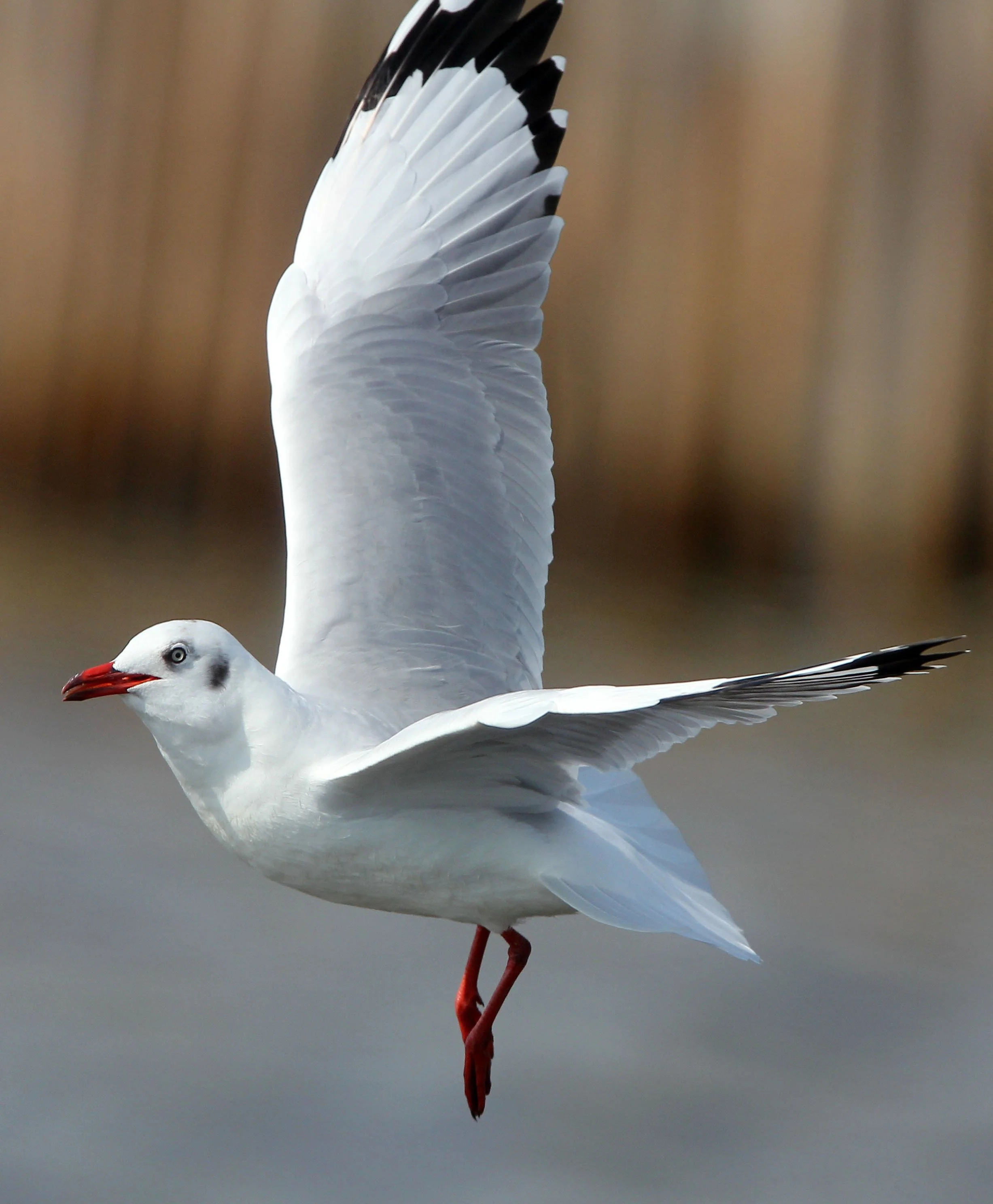 BIRD - GULL - BROWN HEADED GULL - BANG PU NATURE RESERVE THAILAND (7).JPG