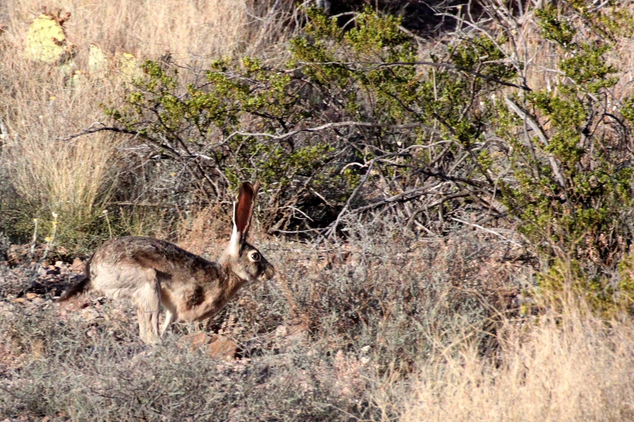 LAGOMORPH - RABBIT - BLACK-TAILED JACK RABBIT - A MOUNTAIN LAS CRUCES NEW MEXICO (4).JPG