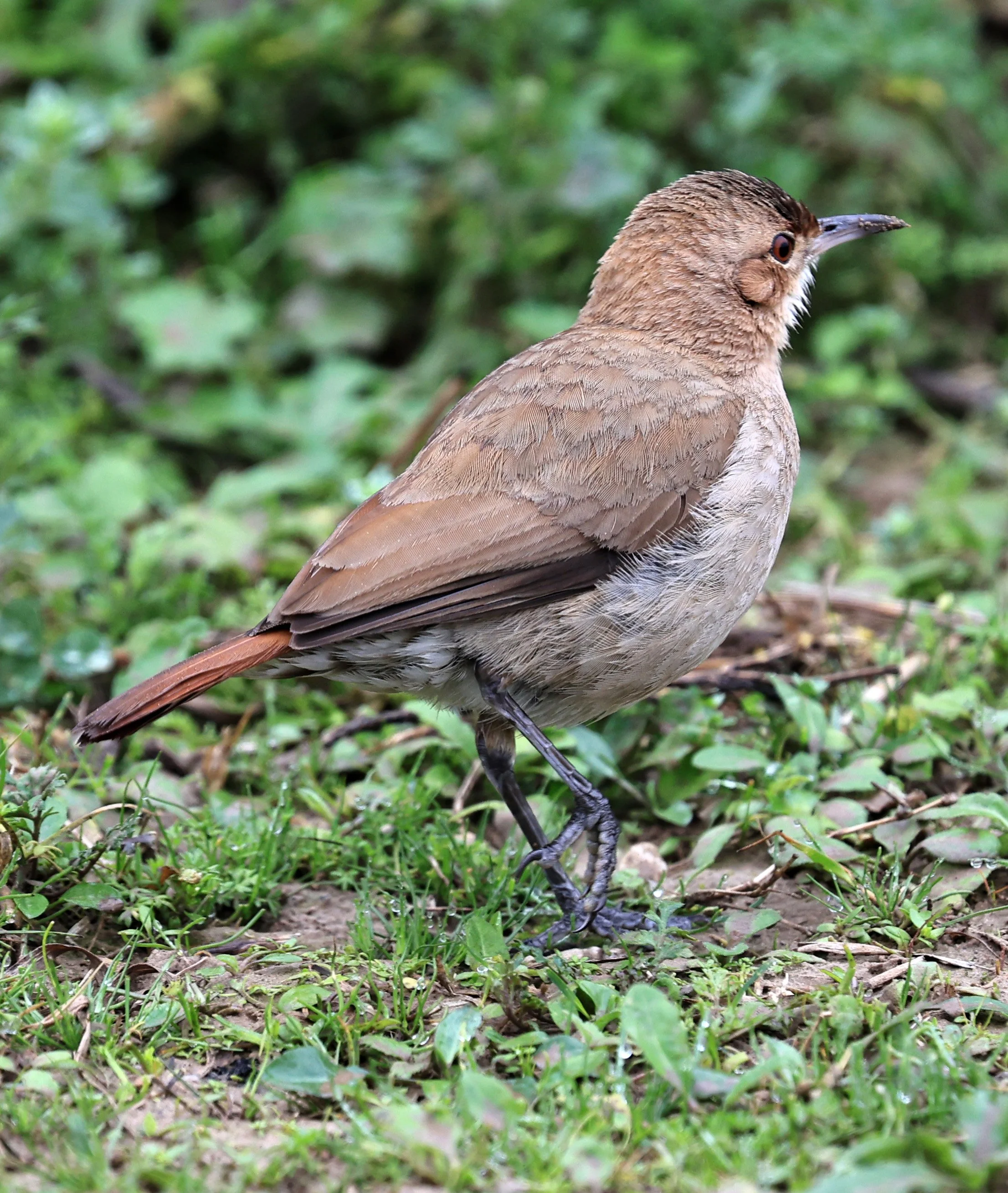 Rufous hornero (Furnarius rufus) Reserva Natural Ceibas, Entre Rios, Argentina (2).jpg