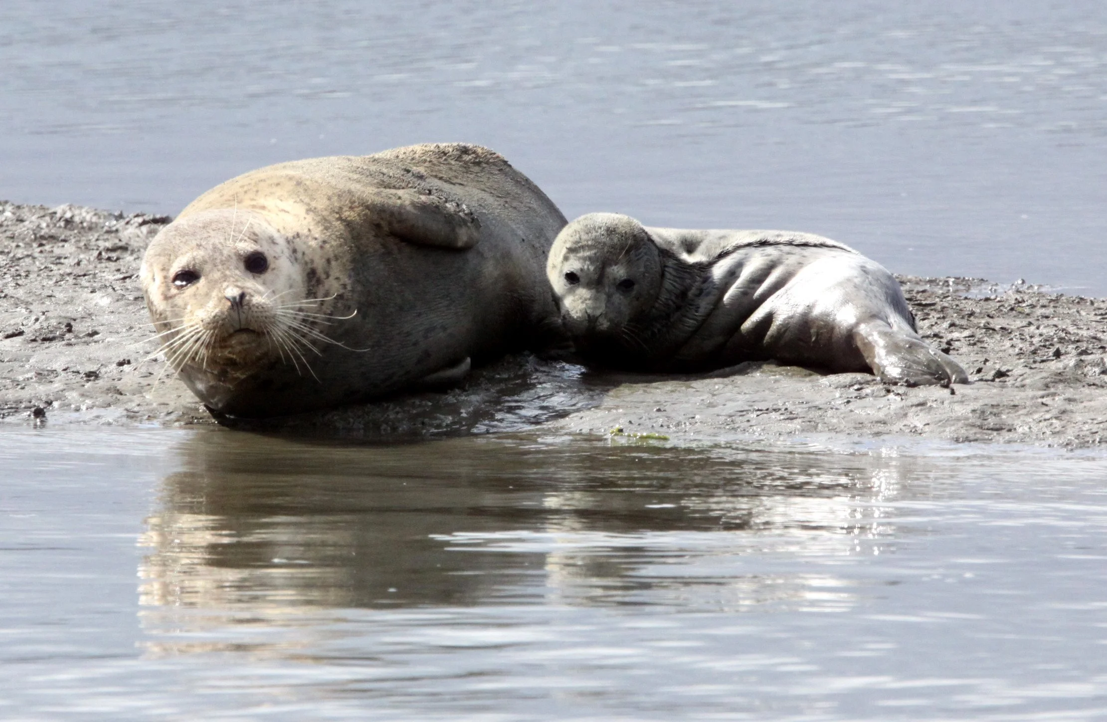 Phoca vitulina richardsi -  PACIFIC COMMON (HARBOR) SEAL - ELKHORN SLOUGH CALIFORNIA (1).JPG