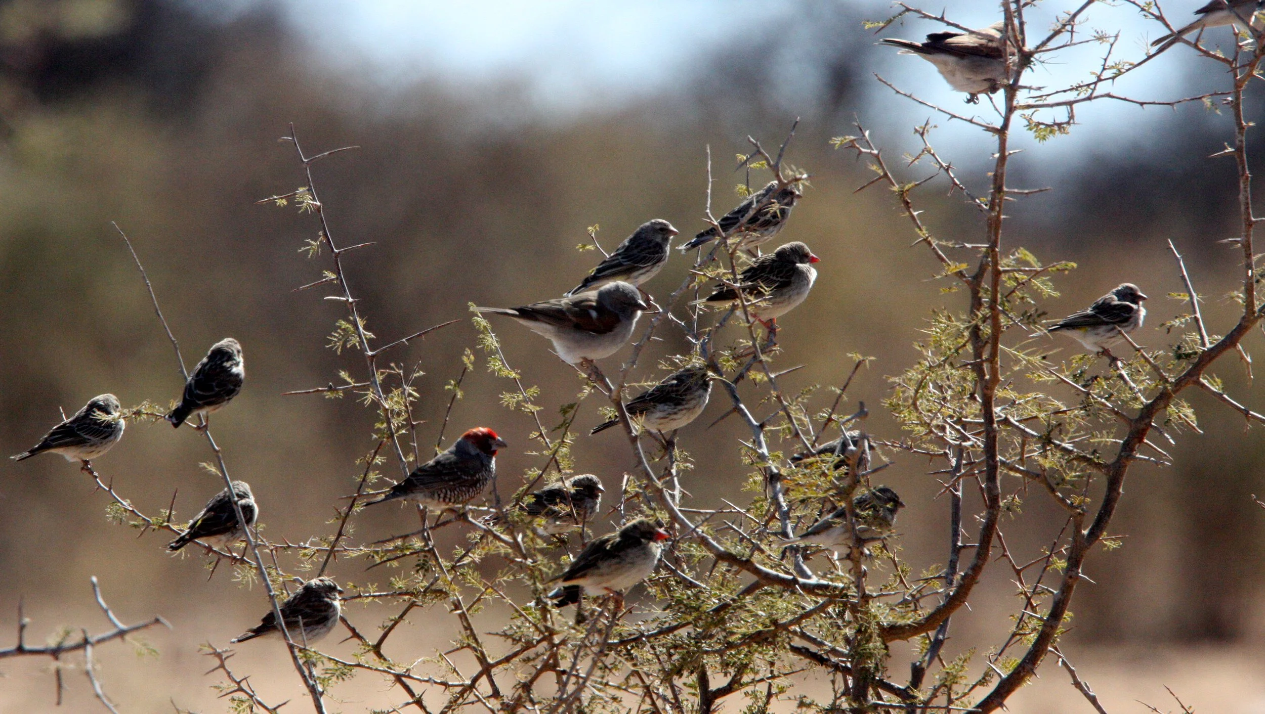 Red-billed Quelea (Quelea quelea) Etosha NP Namibia (15).JPG