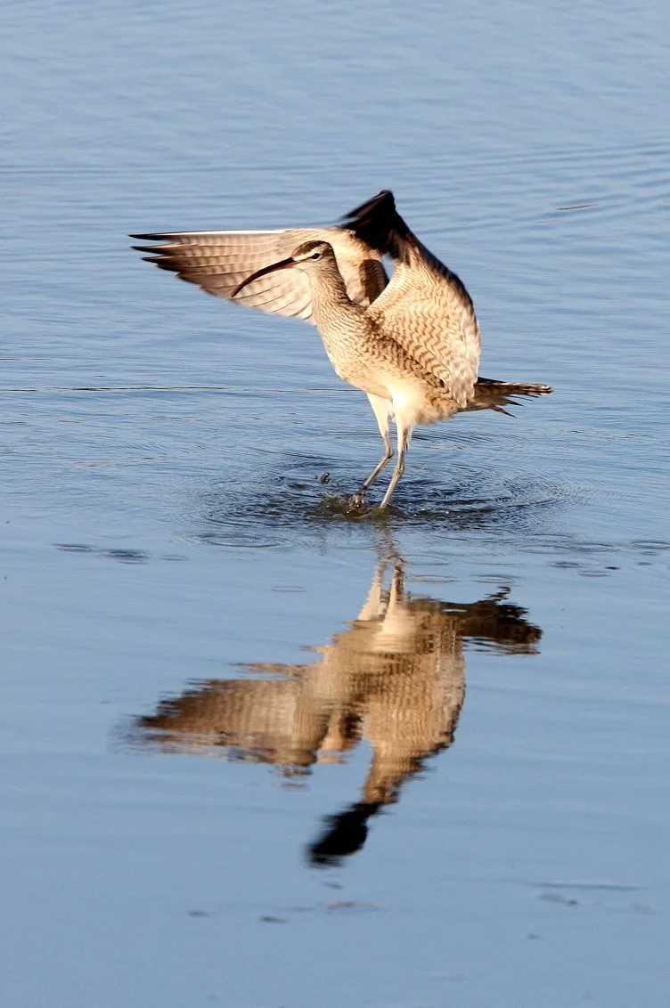 BIRD - WHIMBREL - SAN JOAQUIN WILDLIFE REFUGE IRVINE CALIFORNIA (21).JPG