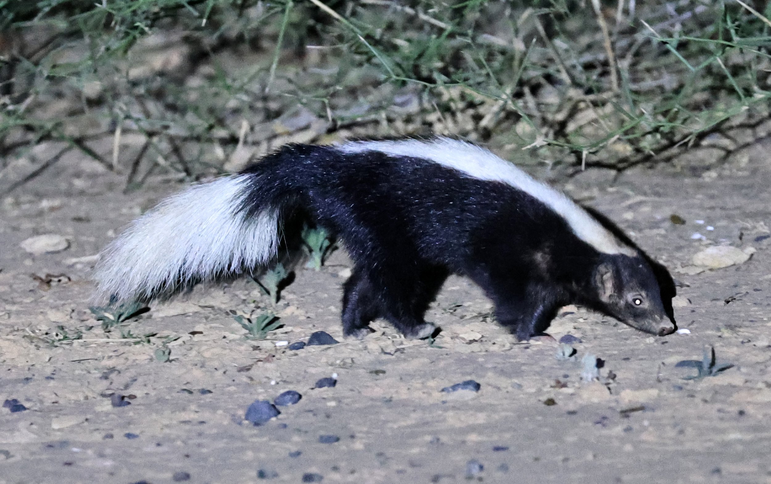 Molina's Hog-nosed Skunk (Conepatus chinga) Estancia Campo'í Paraguay (152).jpg